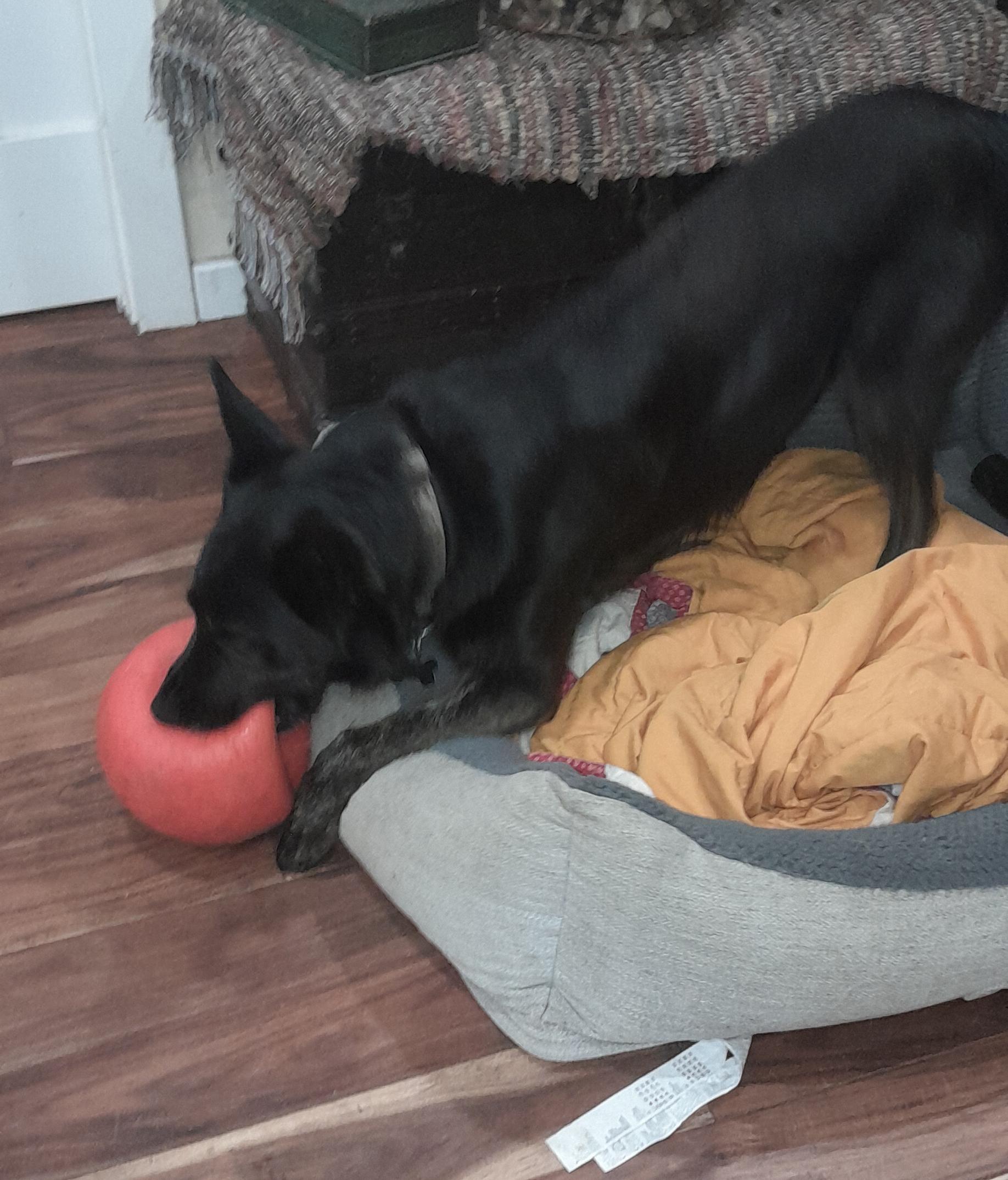 ODIN, a Adoptable German Shepherd Dog in Shelton, WA image 2/6