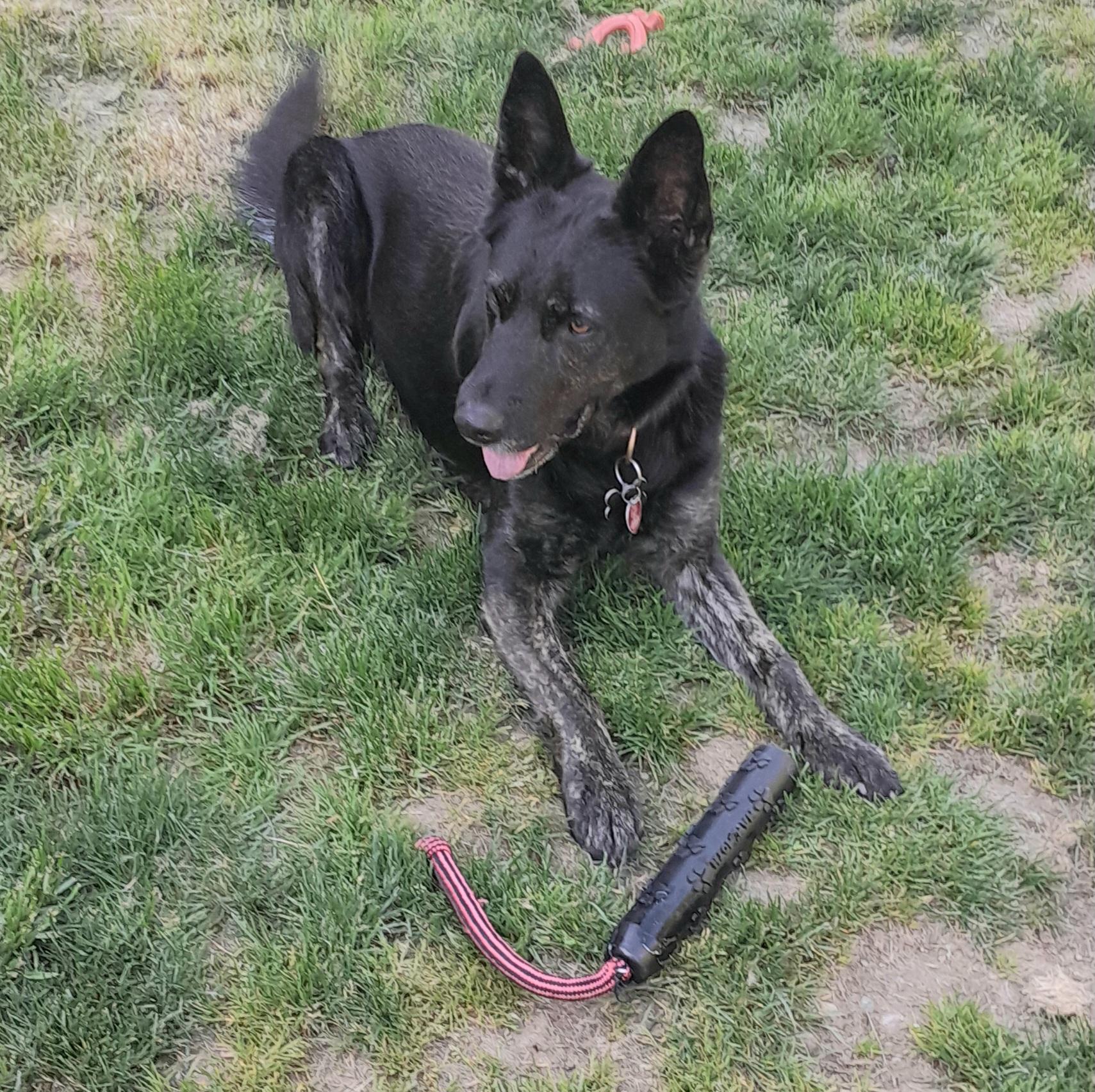 ODIN, a Adoptable German Shepherd Dog in Shelton, WA image 5/6