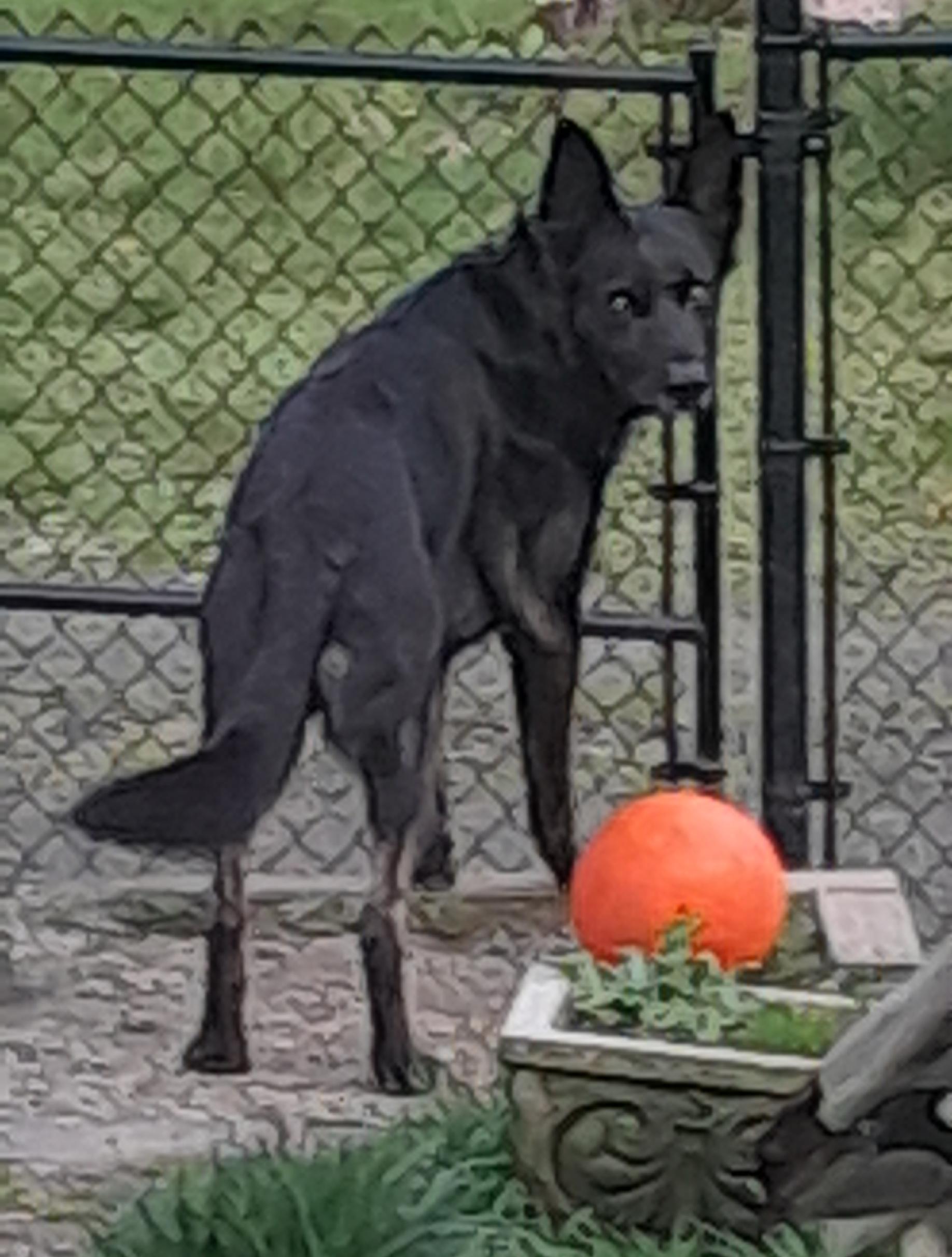 ODIN, a Adoptable German Shepherd Dog in Shelton, WA image 3/6