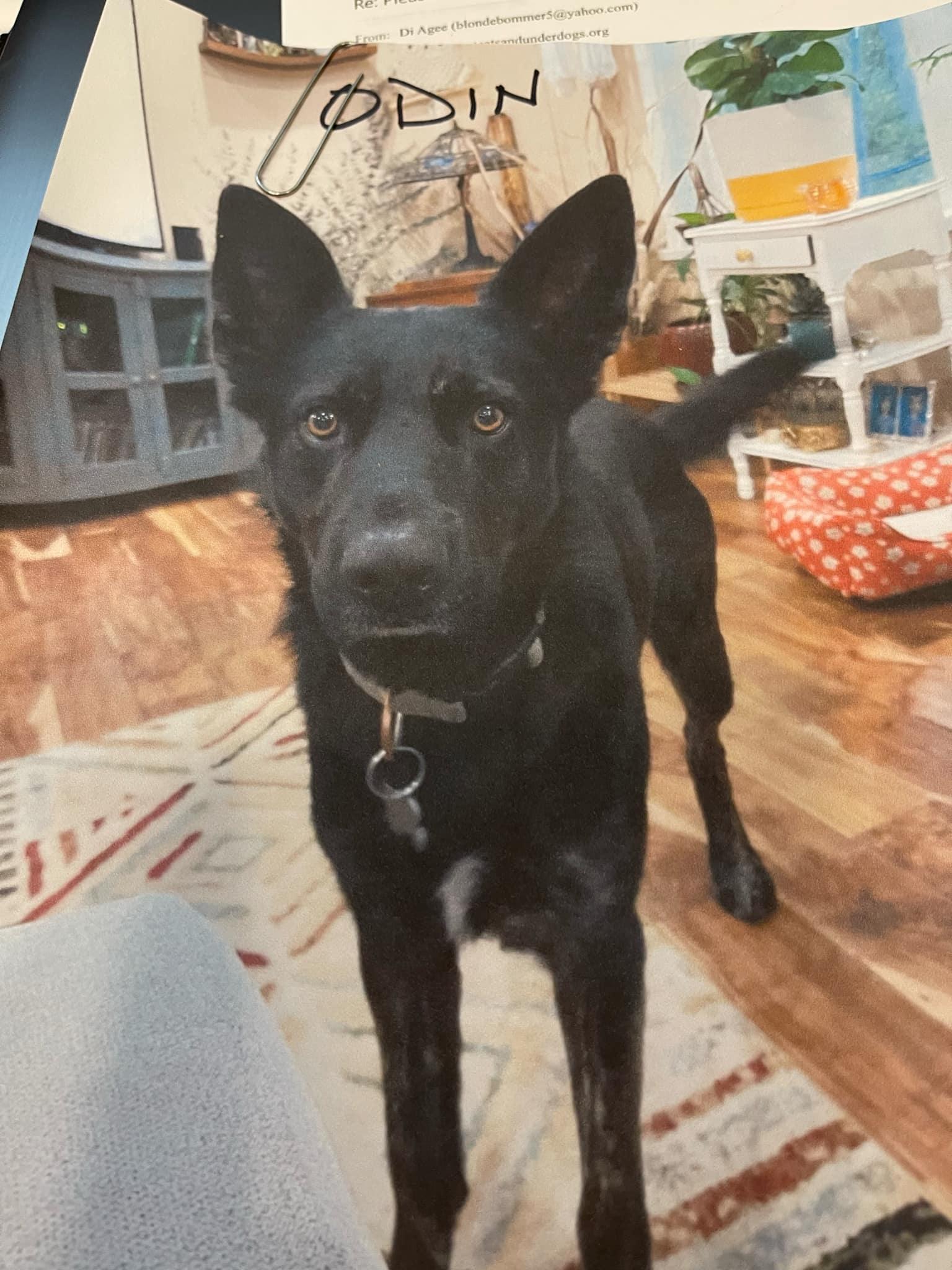 ODIN, a Adoptable German Shepherd Dog in Shelton, WA image 1/6