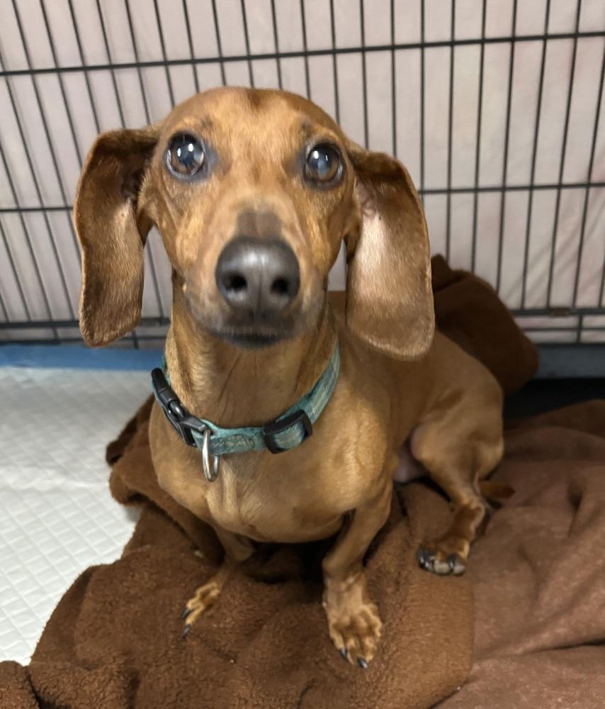 BUDDY, Adopted, Adult Male Dachshund.
