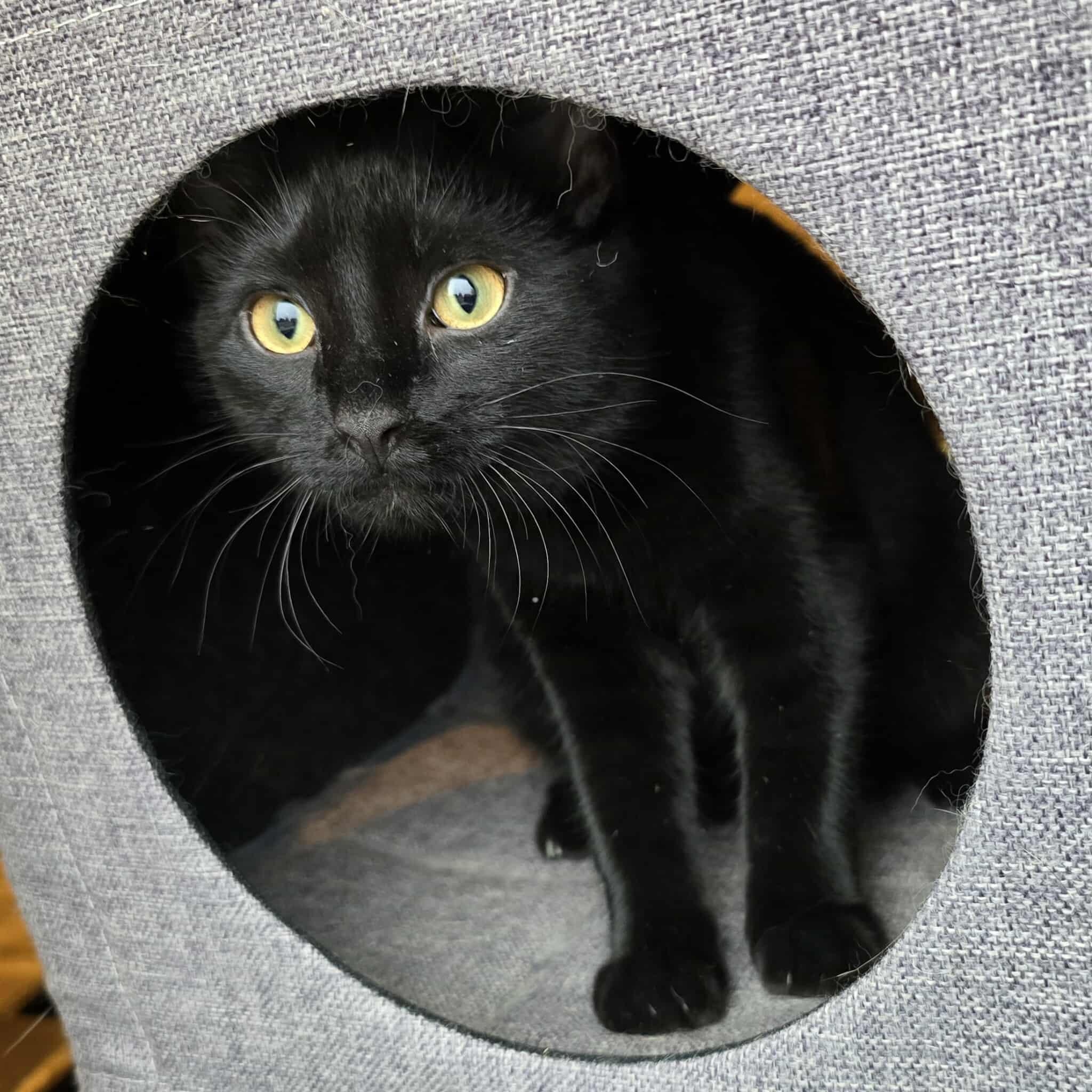 Soot, an adoptable Domestic Short Hair in Sioux Falls, SD, 57101 | Photo Image 5