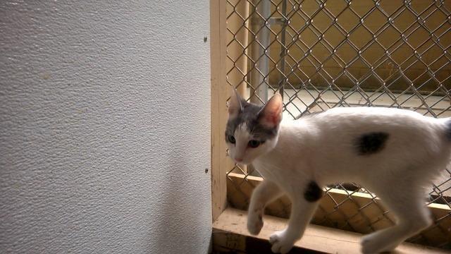 Stevie, Adopted, Senior Male Domestic Short Hair.