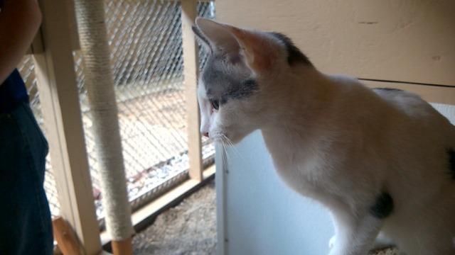 Enlarge Stevie, a Adopted mixed breed in Utica, MI image 2/6