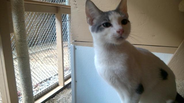 Enlarge Stevie, a Adopted mixed breed in Utica, MI image 3/6