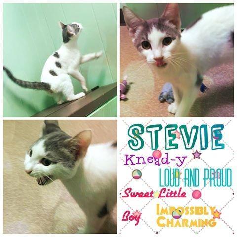 Enlarge Stevie, a Adopted mixed breed in Utica, MI image 5/6