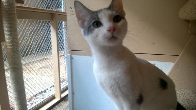 Enlarge Stevie, a Adopted mixed breed in Utica, MI image 6/6
