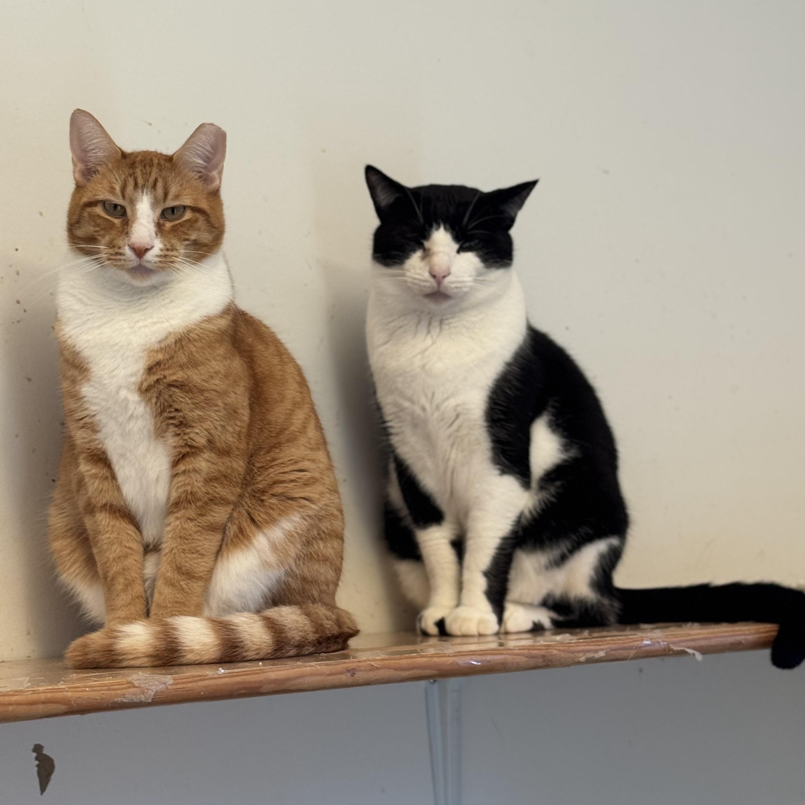 Enlarge Gentry, a Adoptable Domestic Short Hair in Ridgefield, CT image 5/6