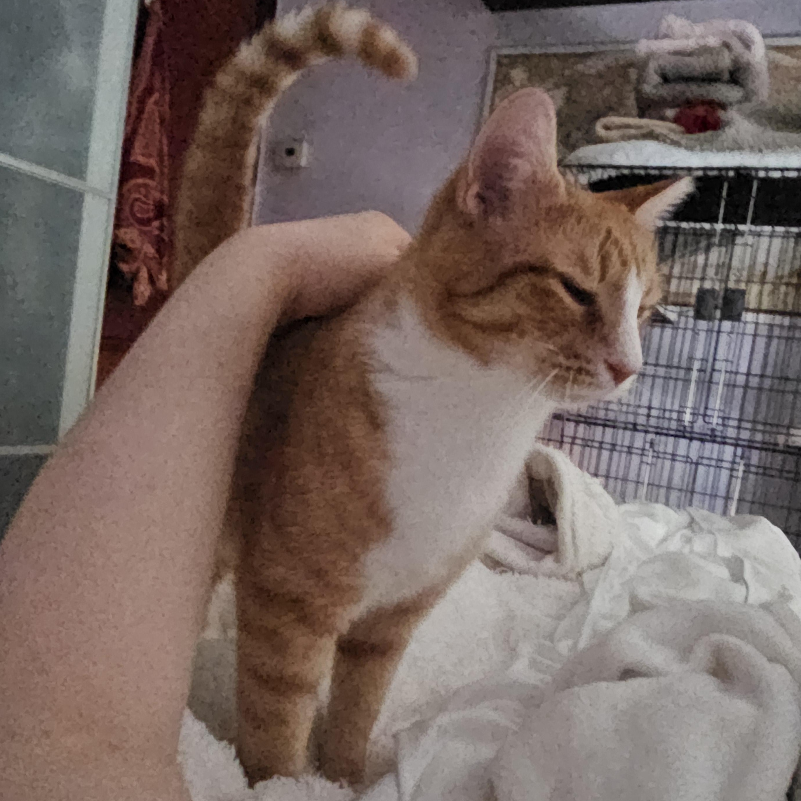 Gentry, a Adoptable Domestic Short Hair in Ridgefield, CT image 4/6