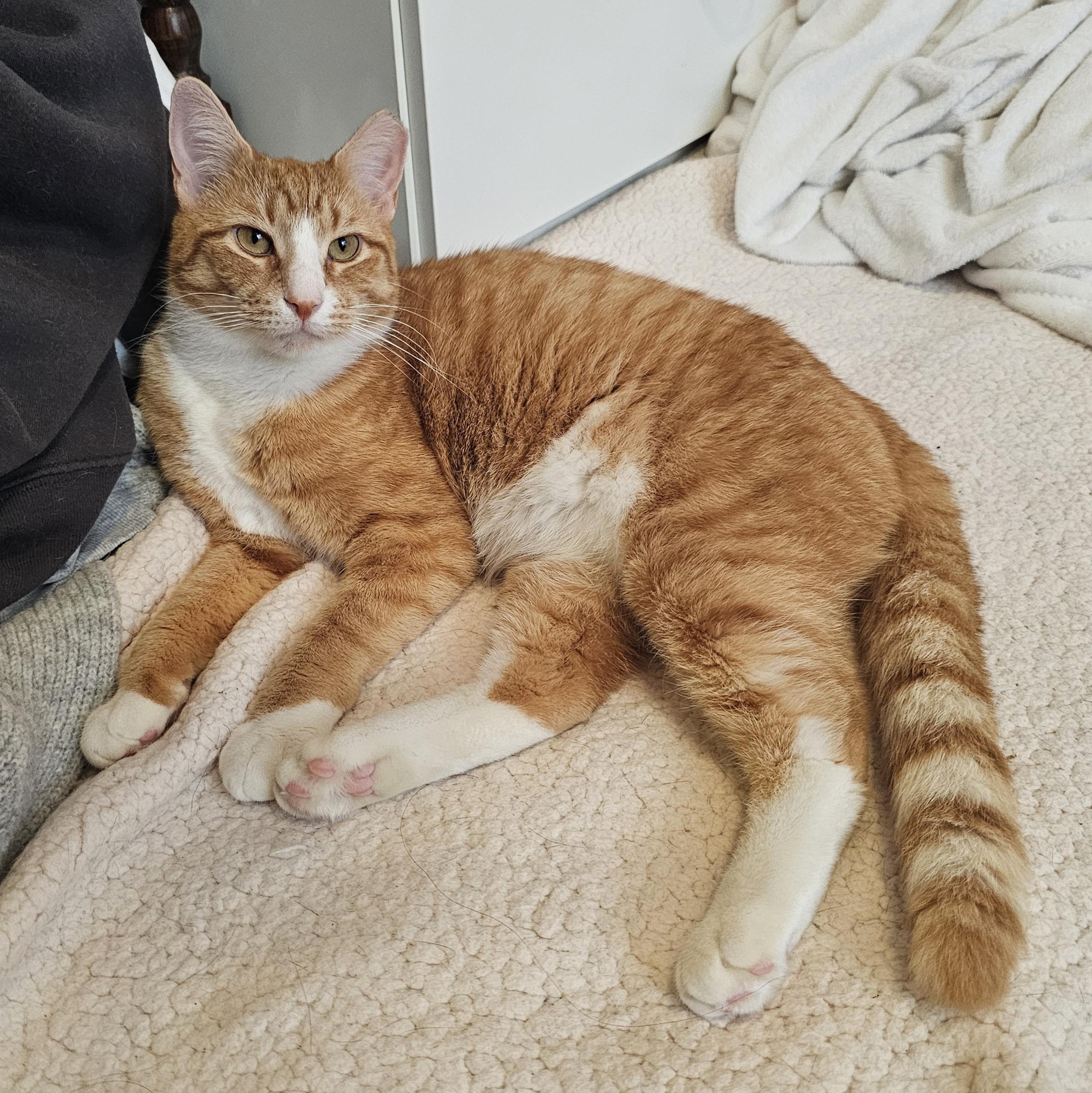 Gentry, Adoptable, Young Male Domestic Short Hair.