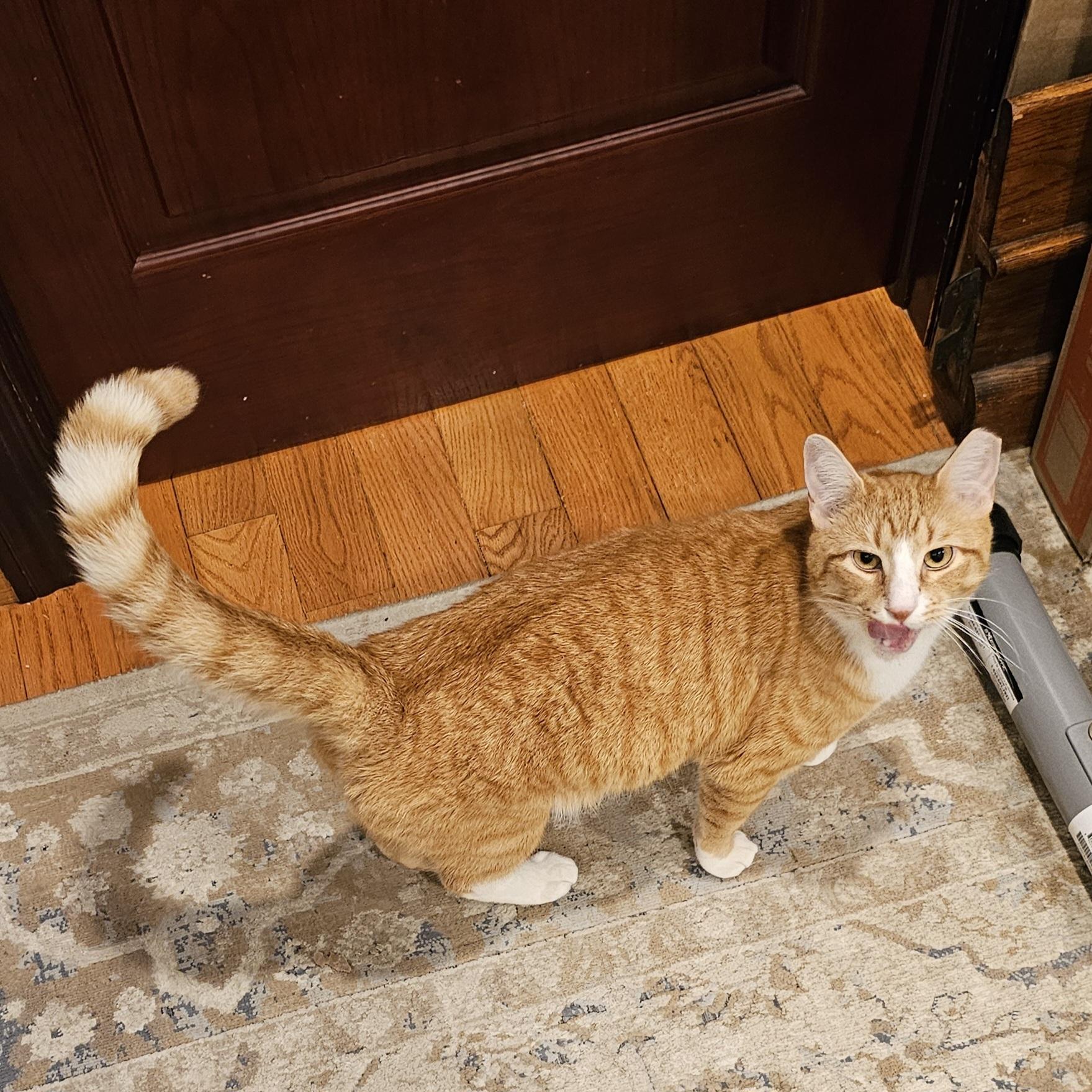 Gentry, Adoptable, Young Male Domestic Short Hair.