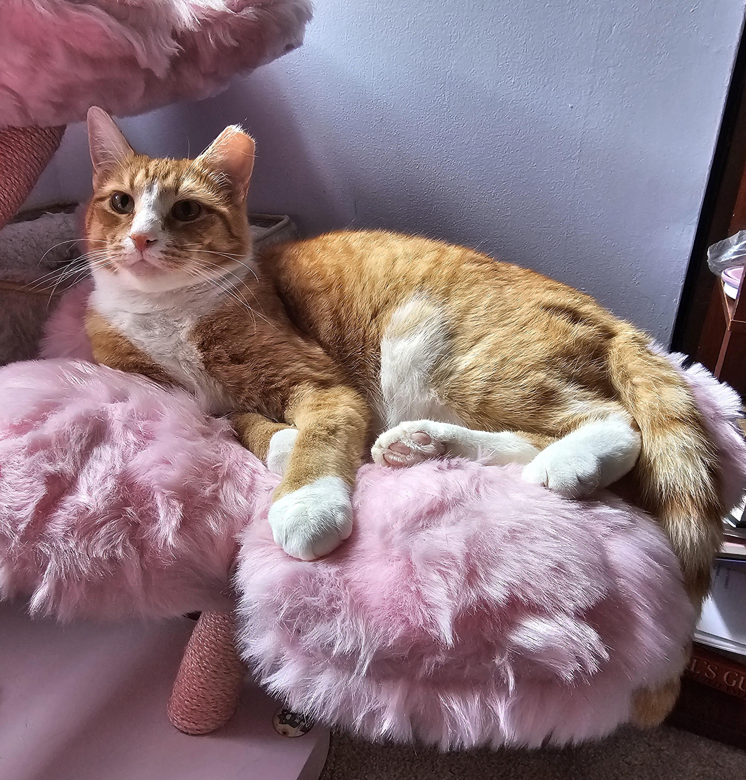 Gentry, a Adoptable Domestic Short Hair in Ridgefield, CT image 5/6