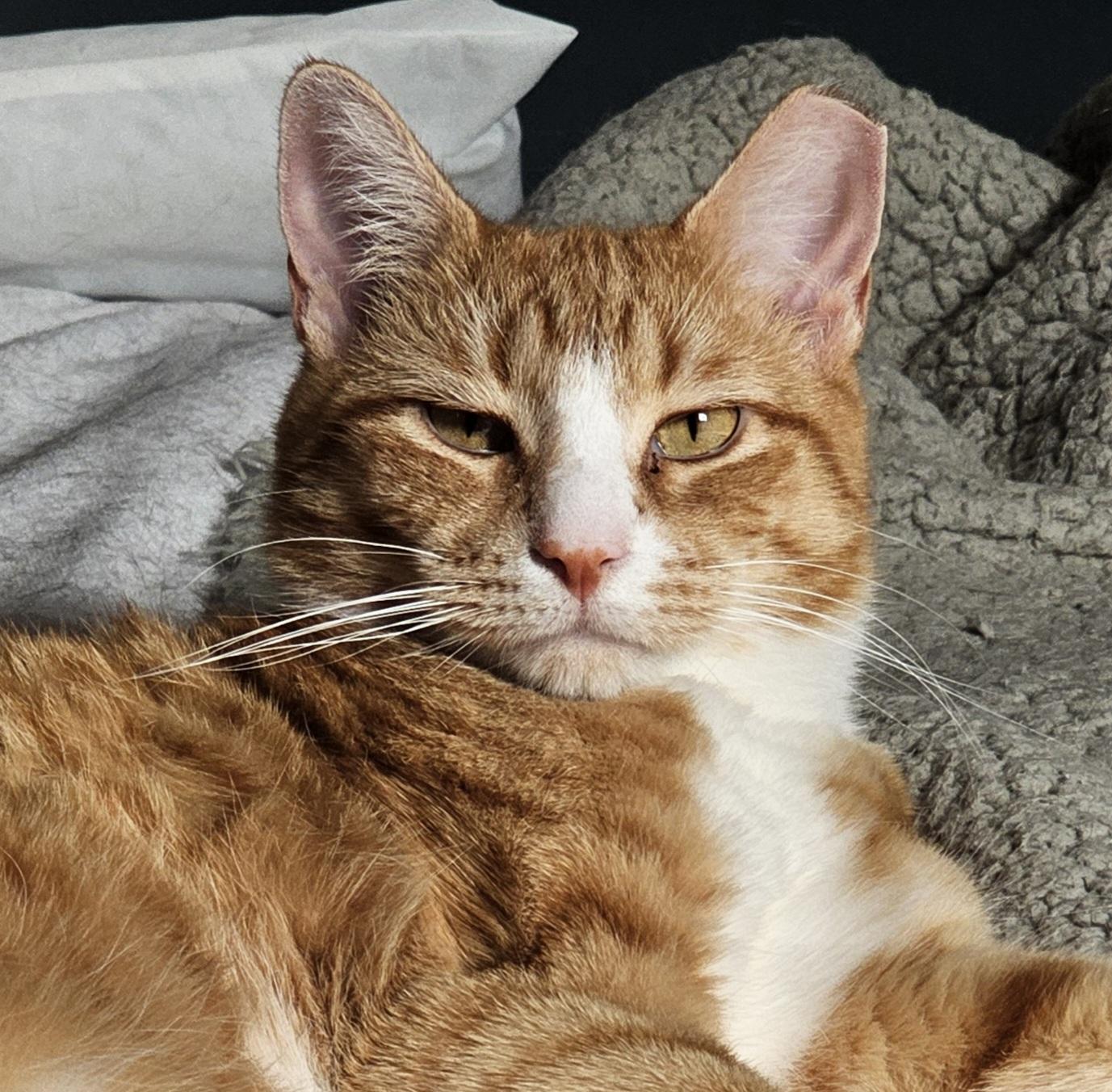 Gentry, a Adoptable Domestic Short Hair in Ridgefield, CT image 3/6