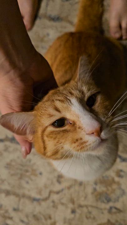 Enlarge Gentry, a Adoptable Domestic Short Hair in Ridgefield, CT video 6/6