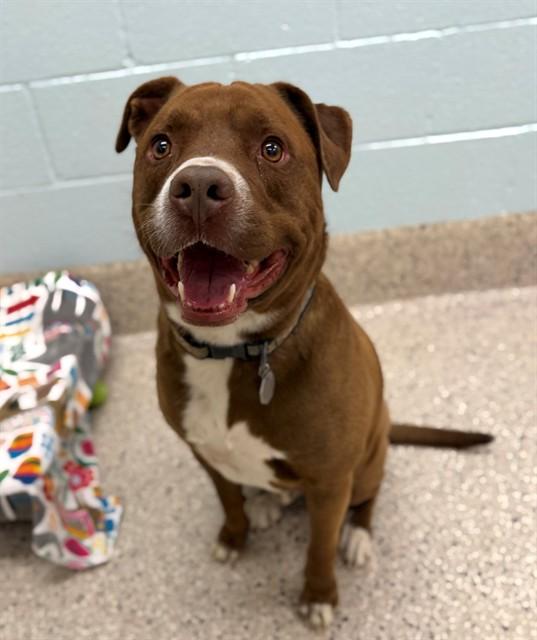Enlarge COOPER, a Adoptable mixed breed in Brighton, CO image 1/1