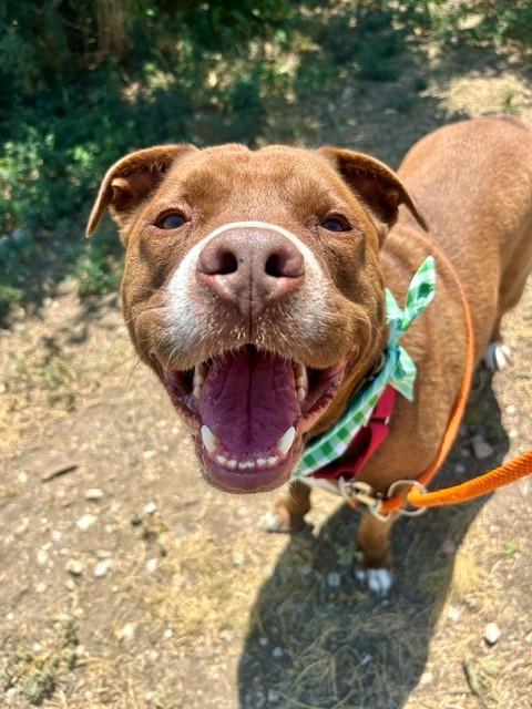 COOPER, Adoptable, Adult Male Pit Bull Terrier & Mixed Breed.