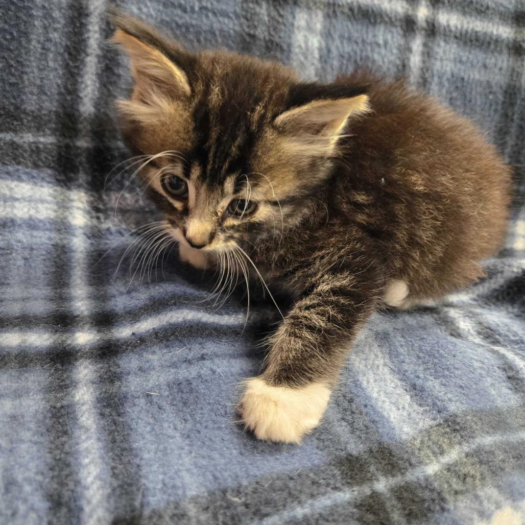 Cheerio, Adoptable, Kitten Male Domestic Long Hair.