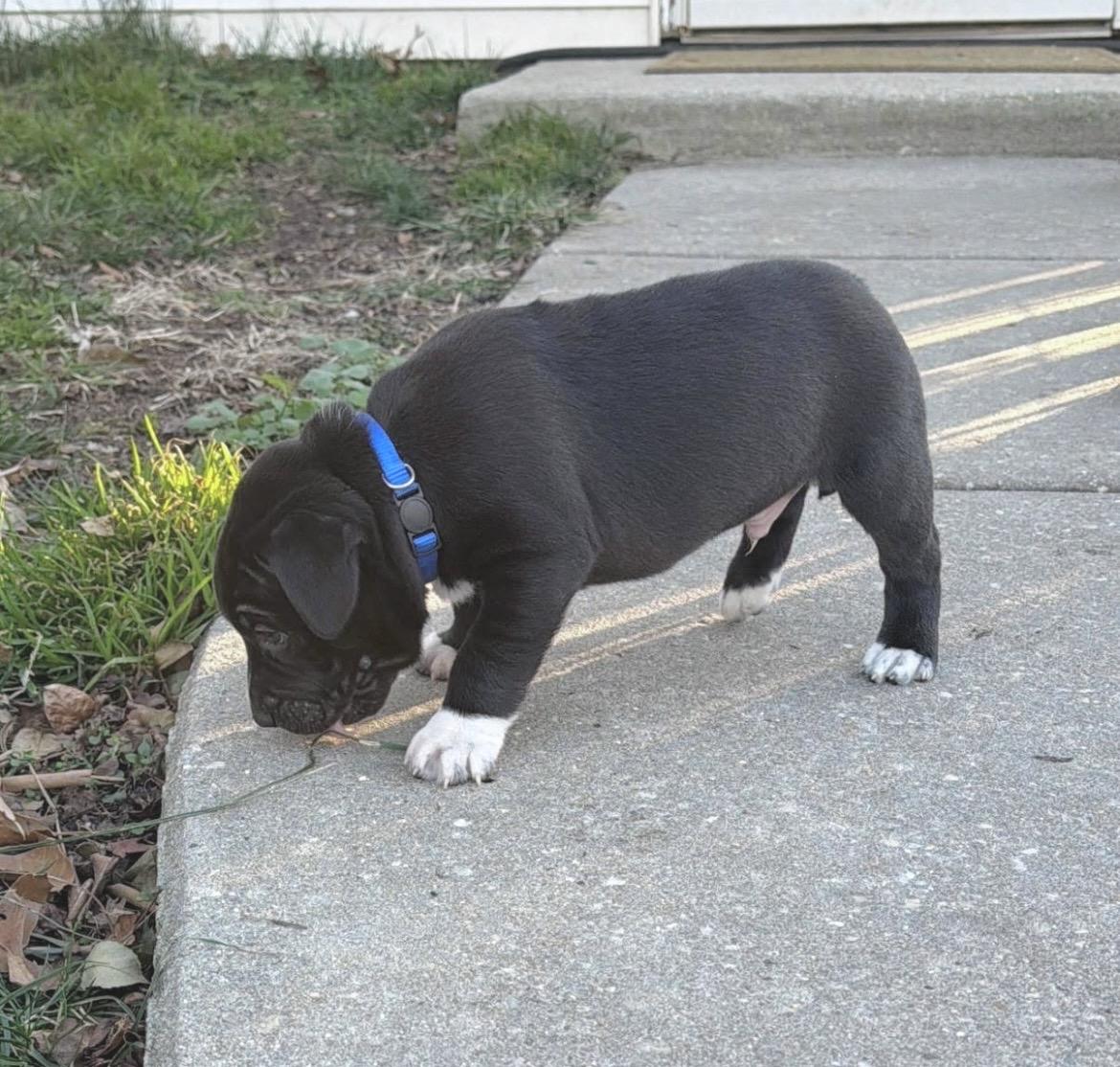 Enlarge Rusty Wallace , a Adoptable mixed breed in Millington, MD image 2/6