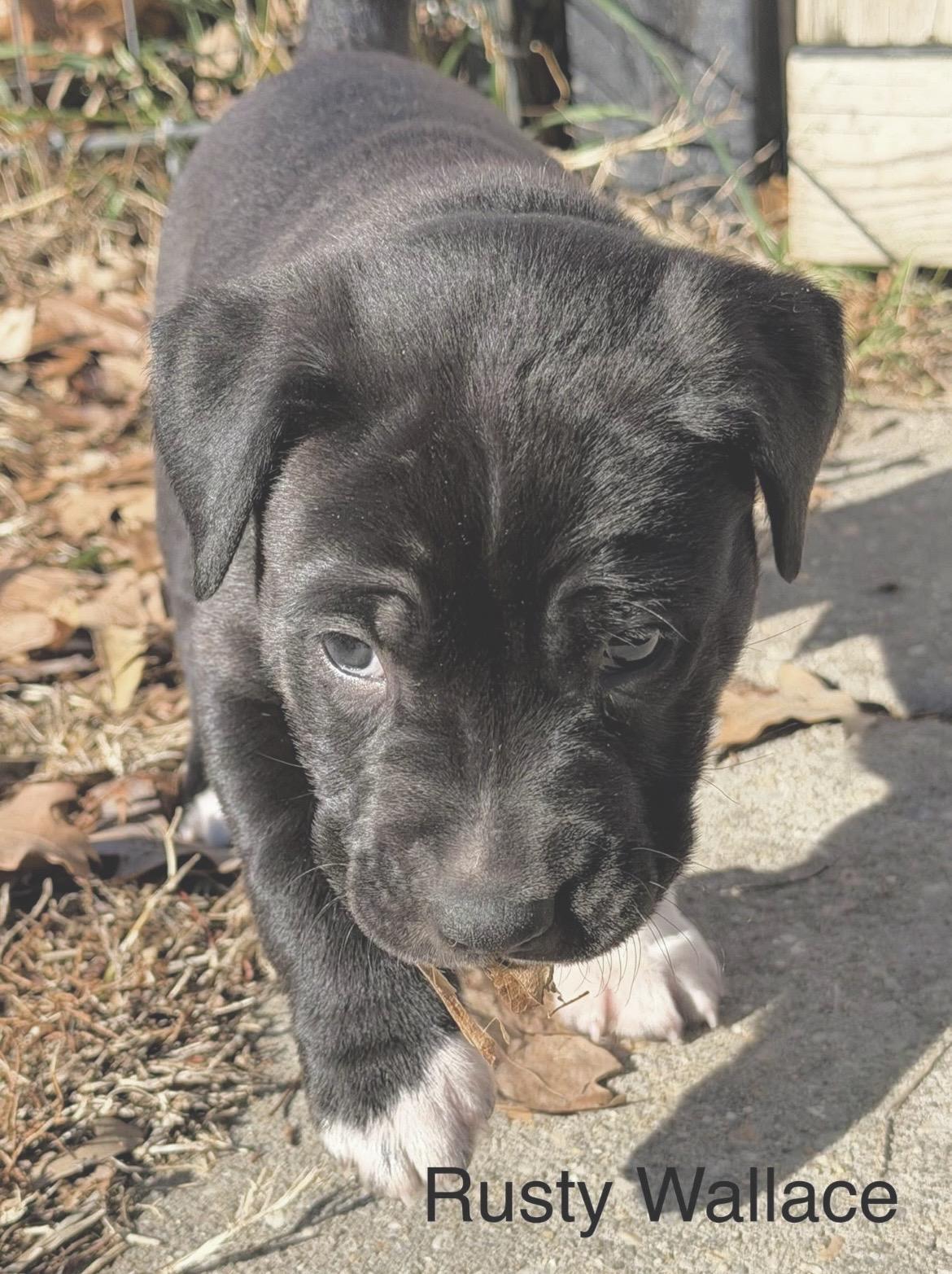 Enlarge Rusty Wallace , a Adoptable mixed breed in Millington, MD image 5/6