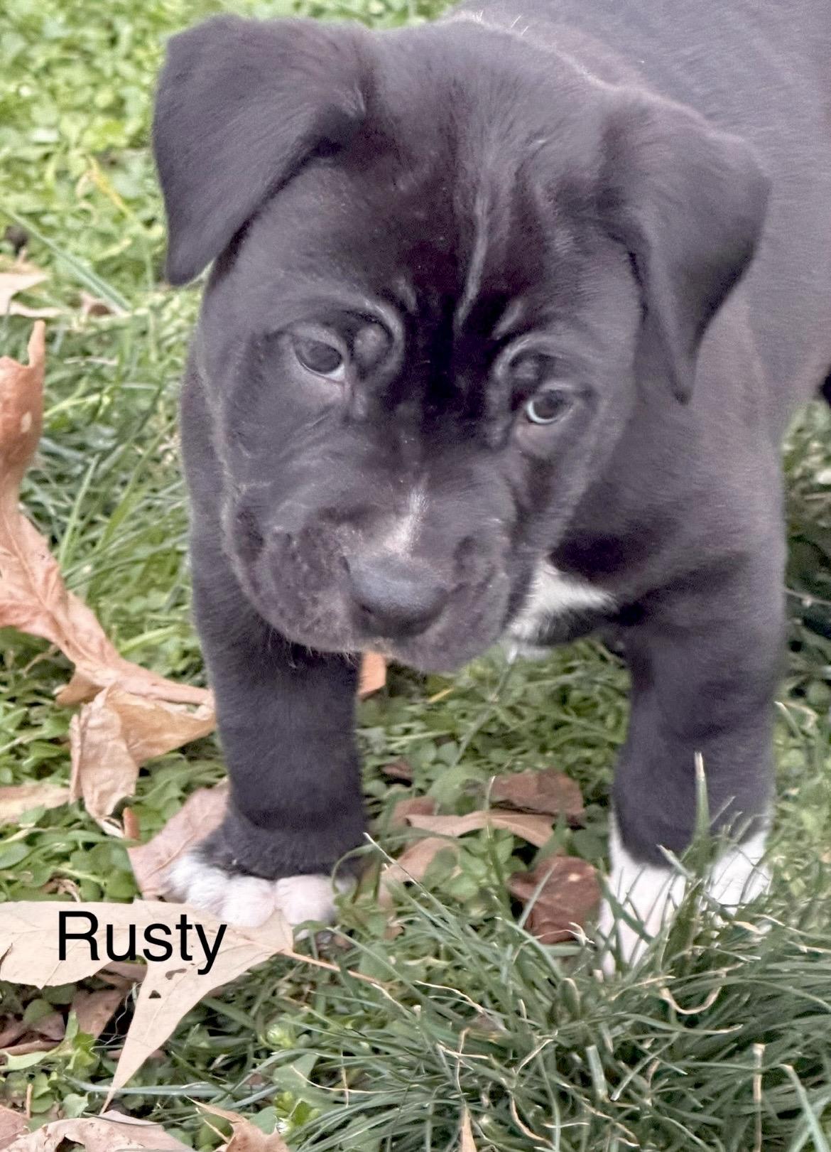 Enlarge Rusty Wallace , a Adoptable mixed breed in Millington, MD image 6/6