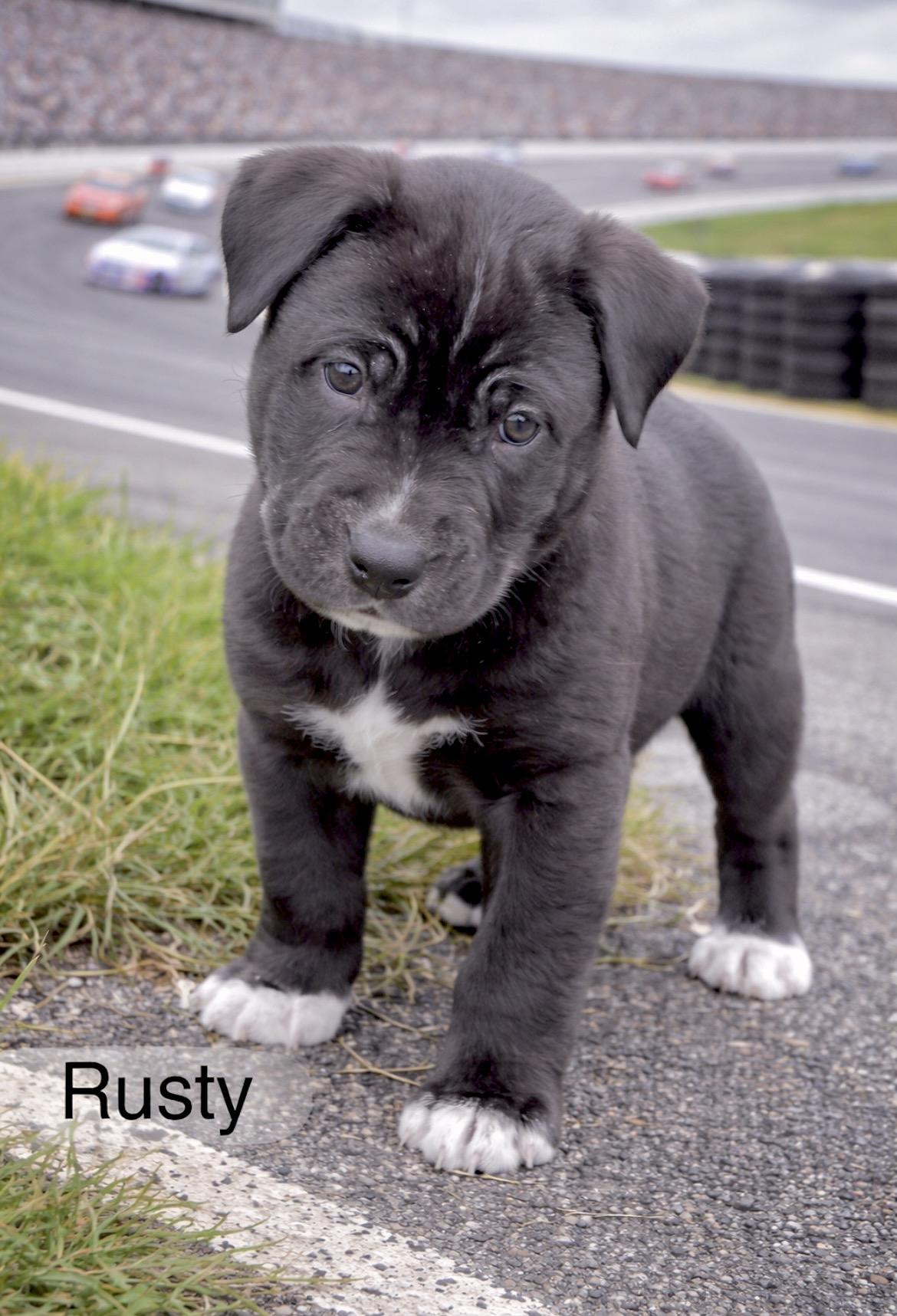 Enlarge Rusty Wallace , a Adoptable mixed breed in Millington, MD image 1/6