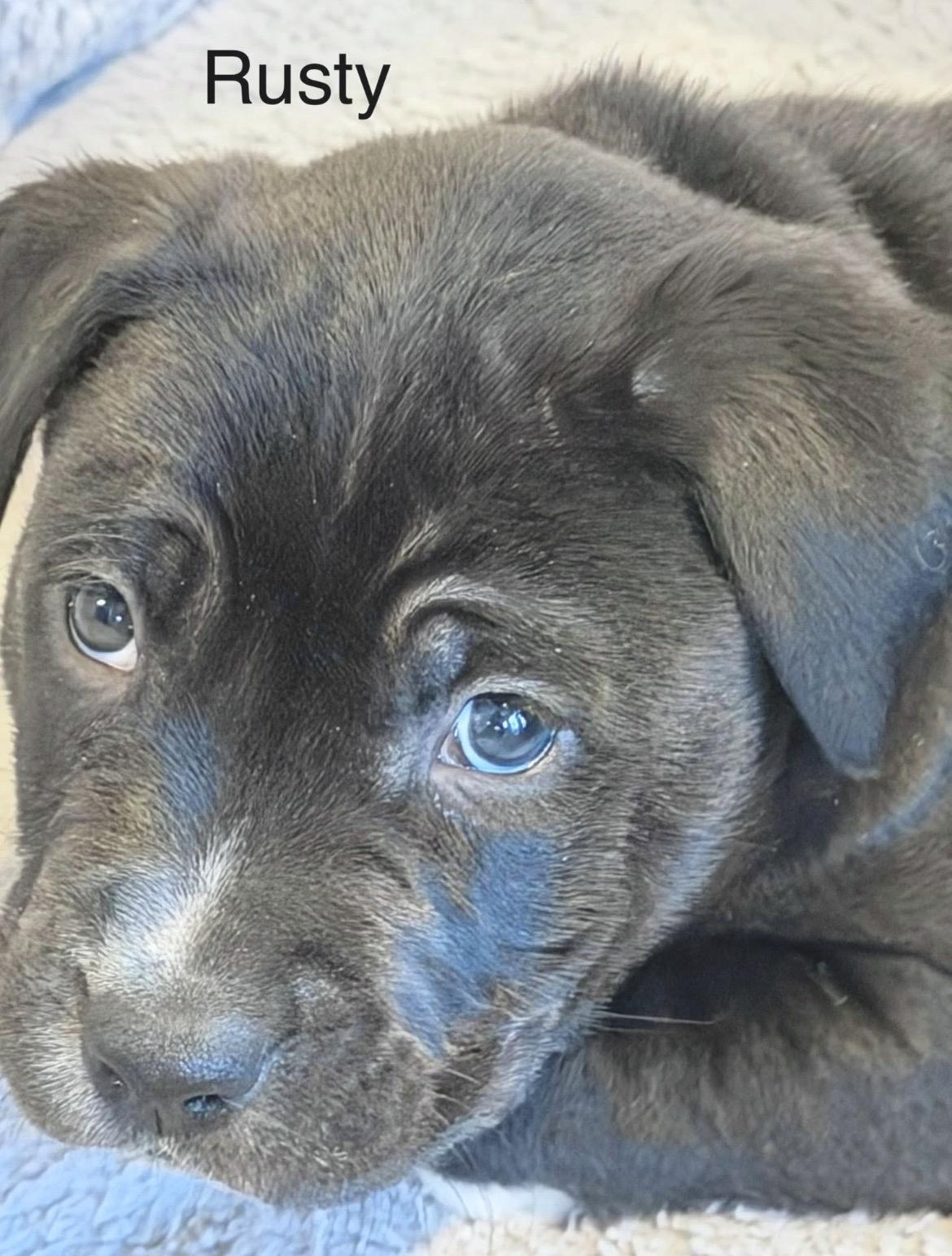 Enlarge Rusty Wallace , a Adoptable mixed breed in Millington, MD image 4/6