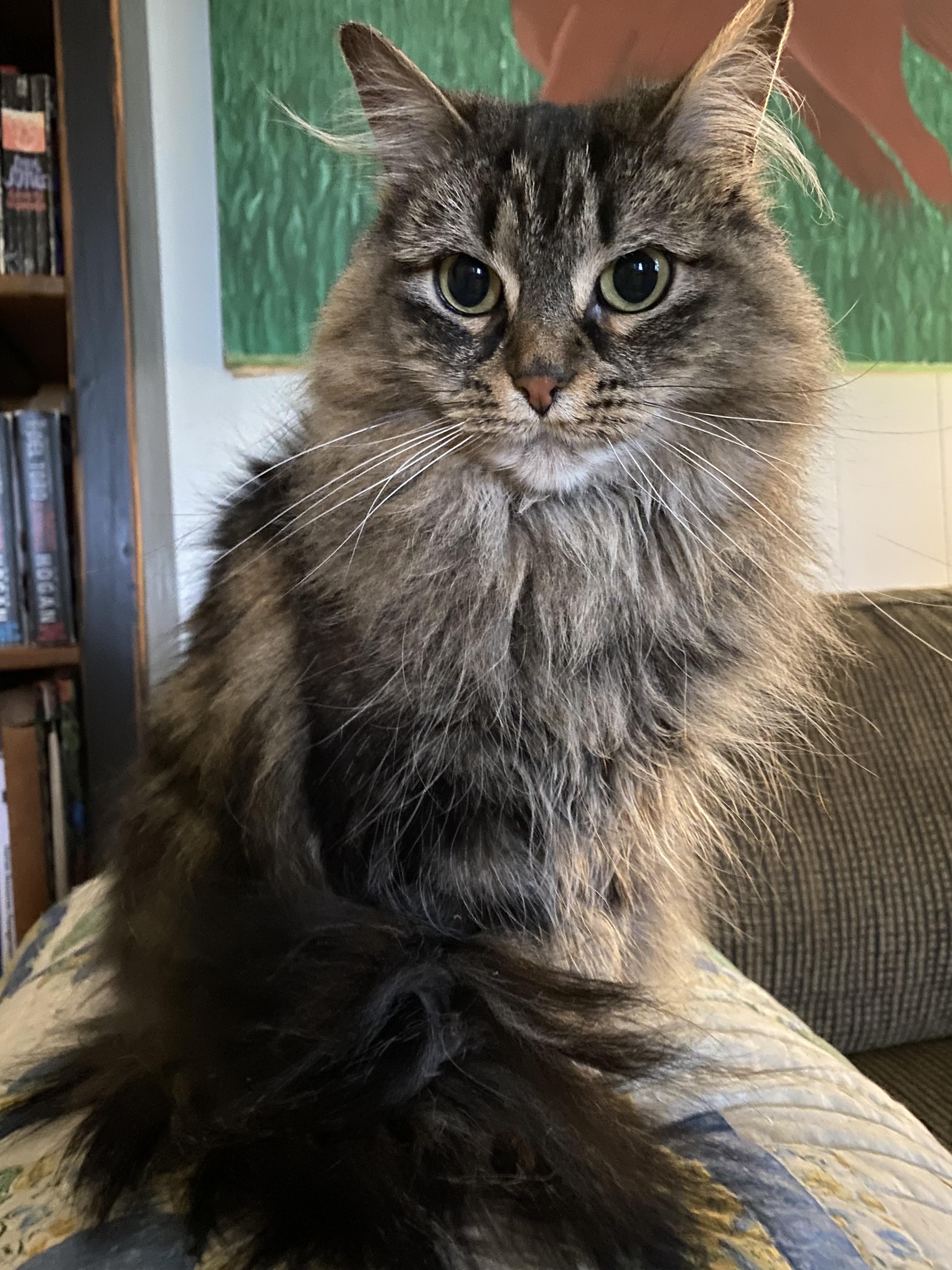 Enlarge Molly, a Adopted Domestic Long Hair in Paris, ON image 1/6
