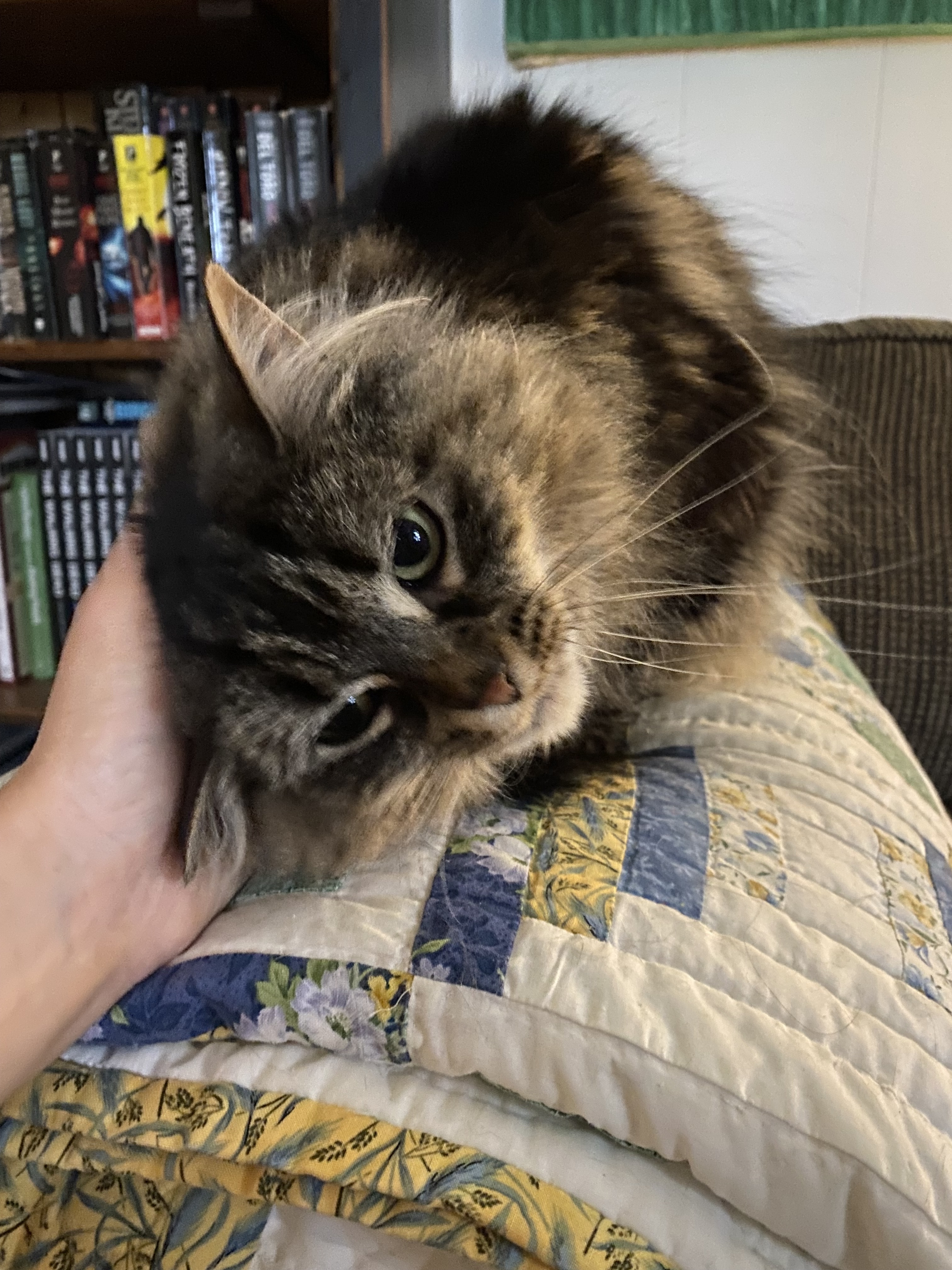 Enlarge Molly, a Adopted Domestic Long Hair in Paris, ON image 2/6