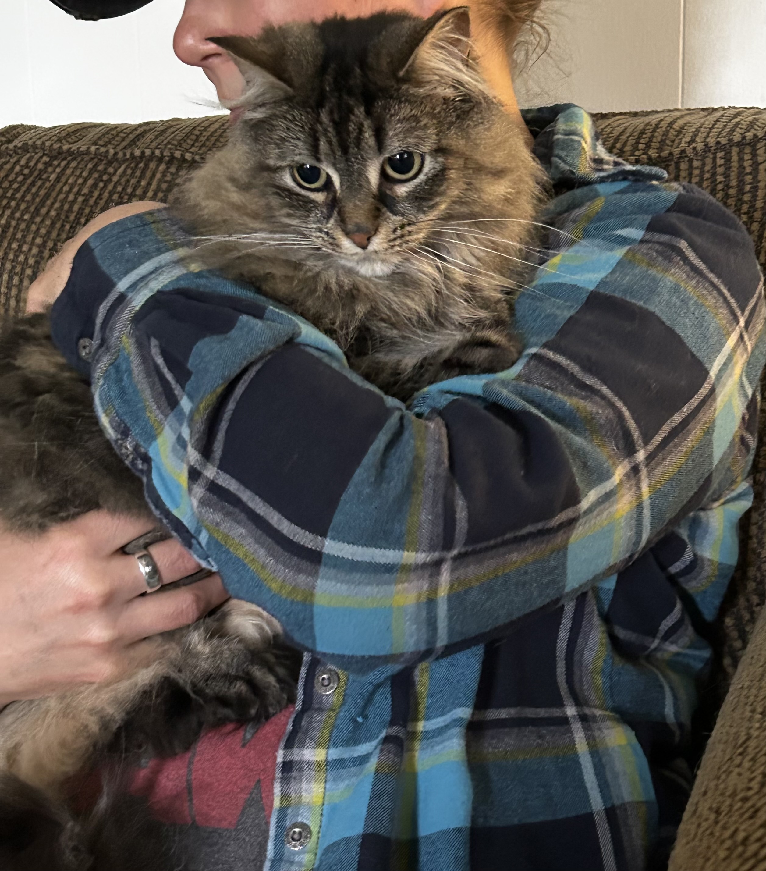 Enlarge Molly, a Adopted Domestic Long Hair in Paris, ON image 4/6