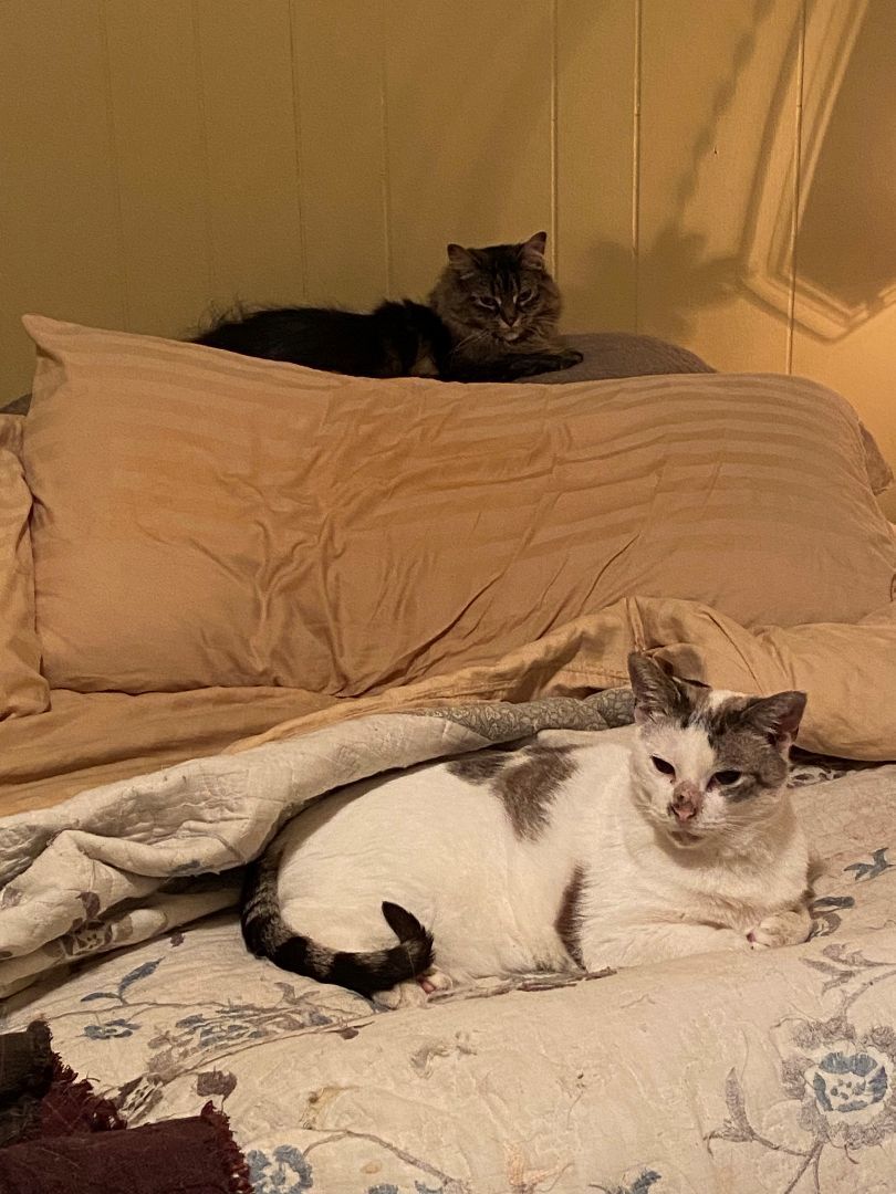 Enlarge Molly, a Adopted Domestic Long Hair in Paris, ON image 5/6