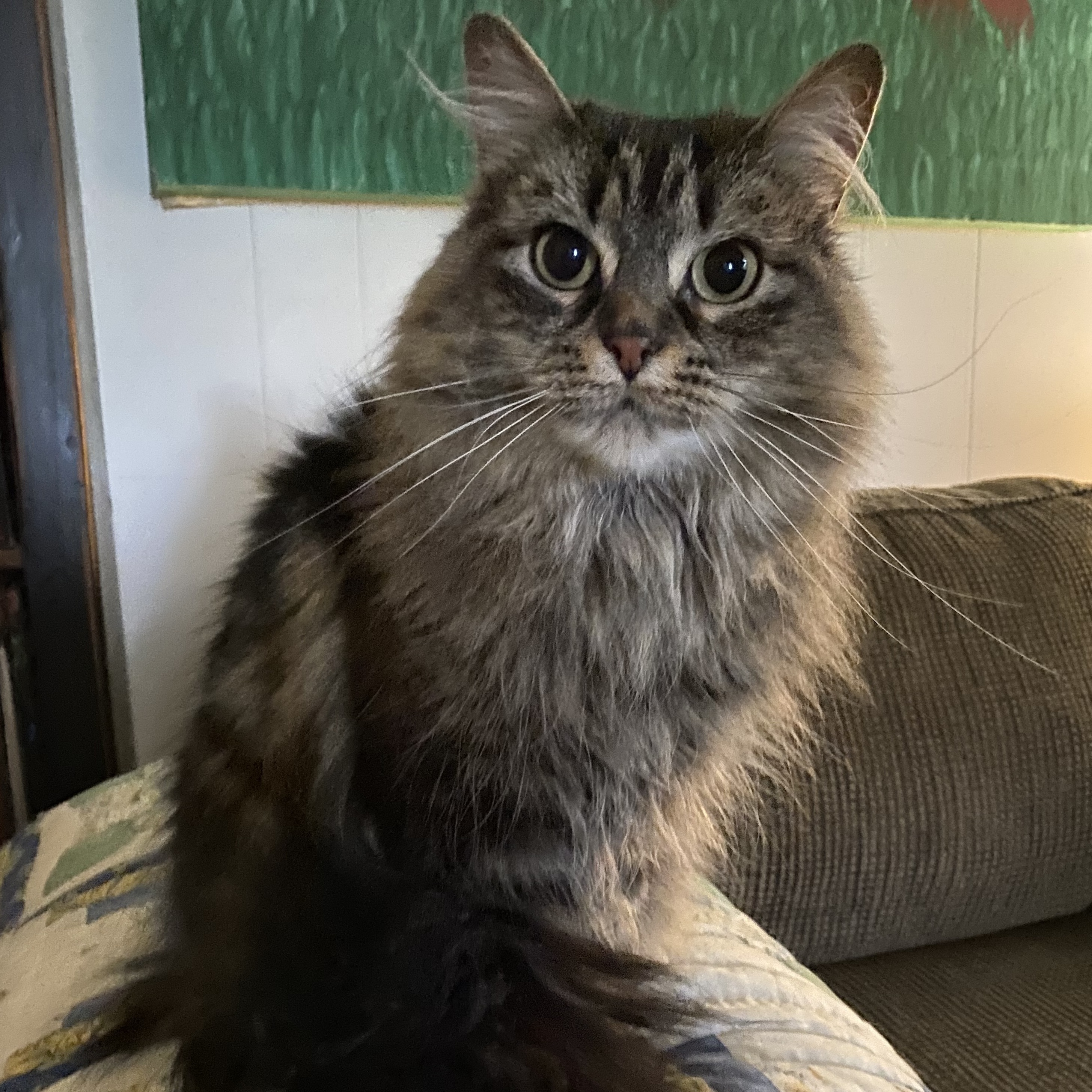 Enlarge Molly, a Adopted Domestic Long Hair in Paris, ON image 6/6