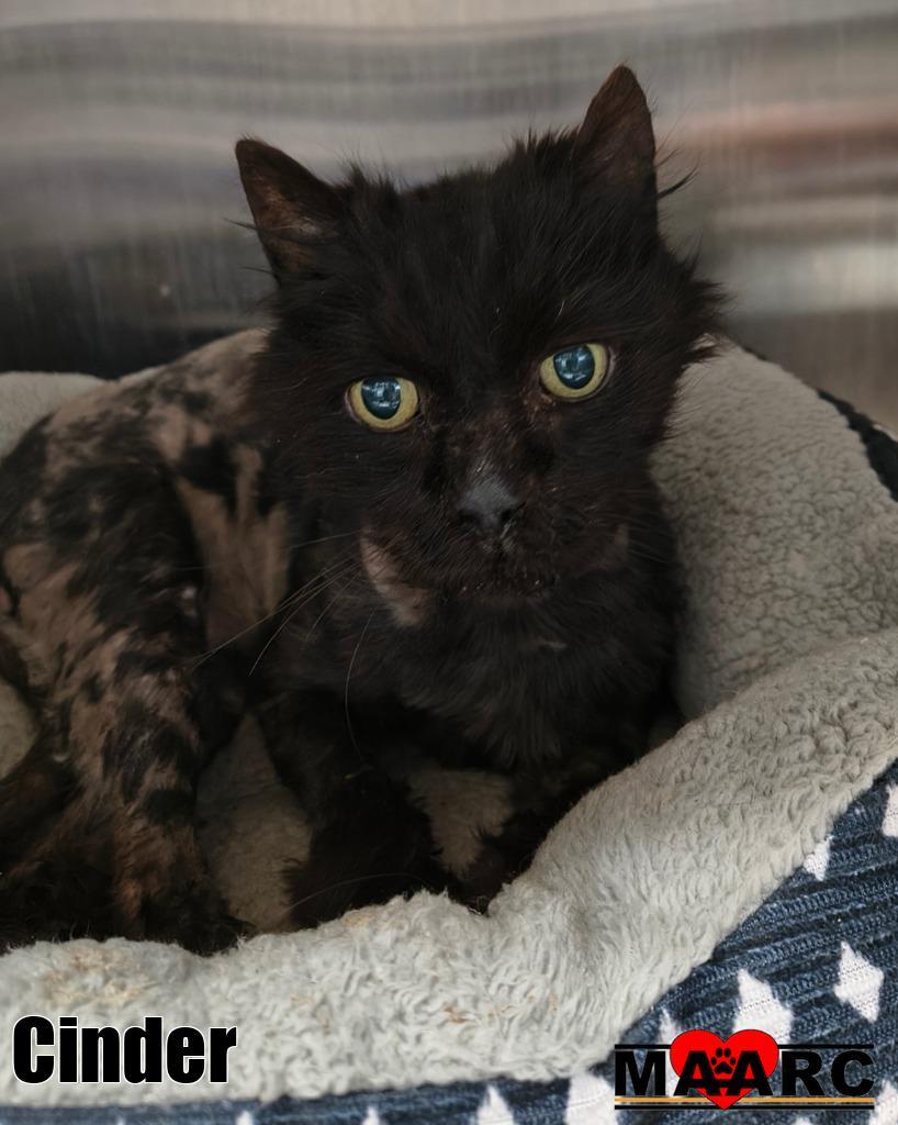 Cinder, Adoptable, Senior Male Domestic Long Hair.
