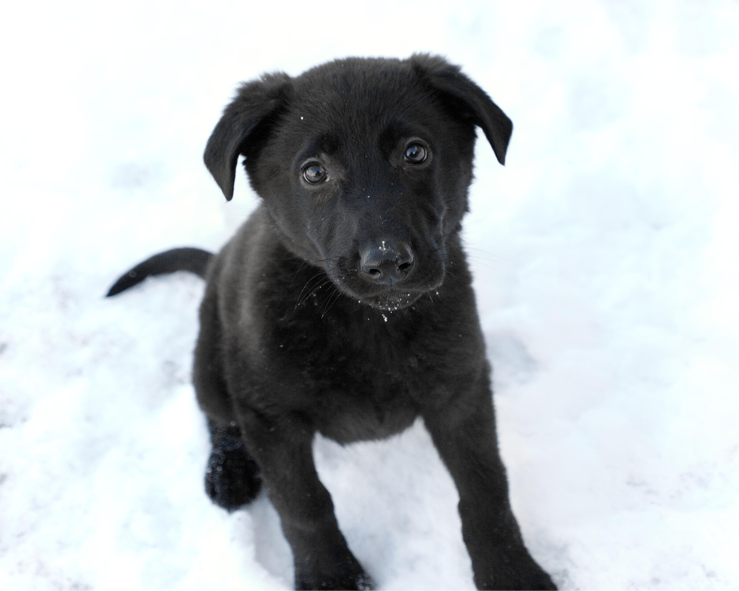 Enlarge Sloane, an adoptable mixed breed in Winnipeg, MB image 3/3
