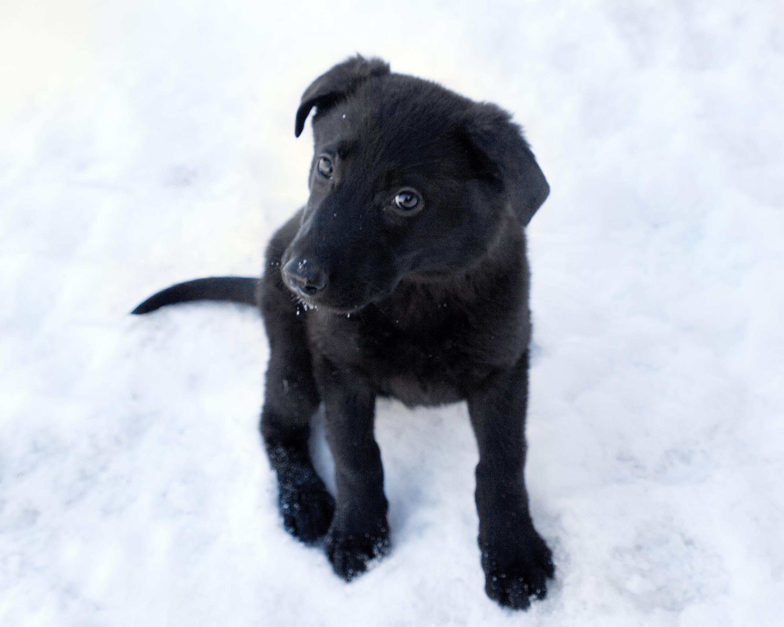 Enlarge Sloane, an adoptable mixed breed in Winnipeg, MB image 2/3