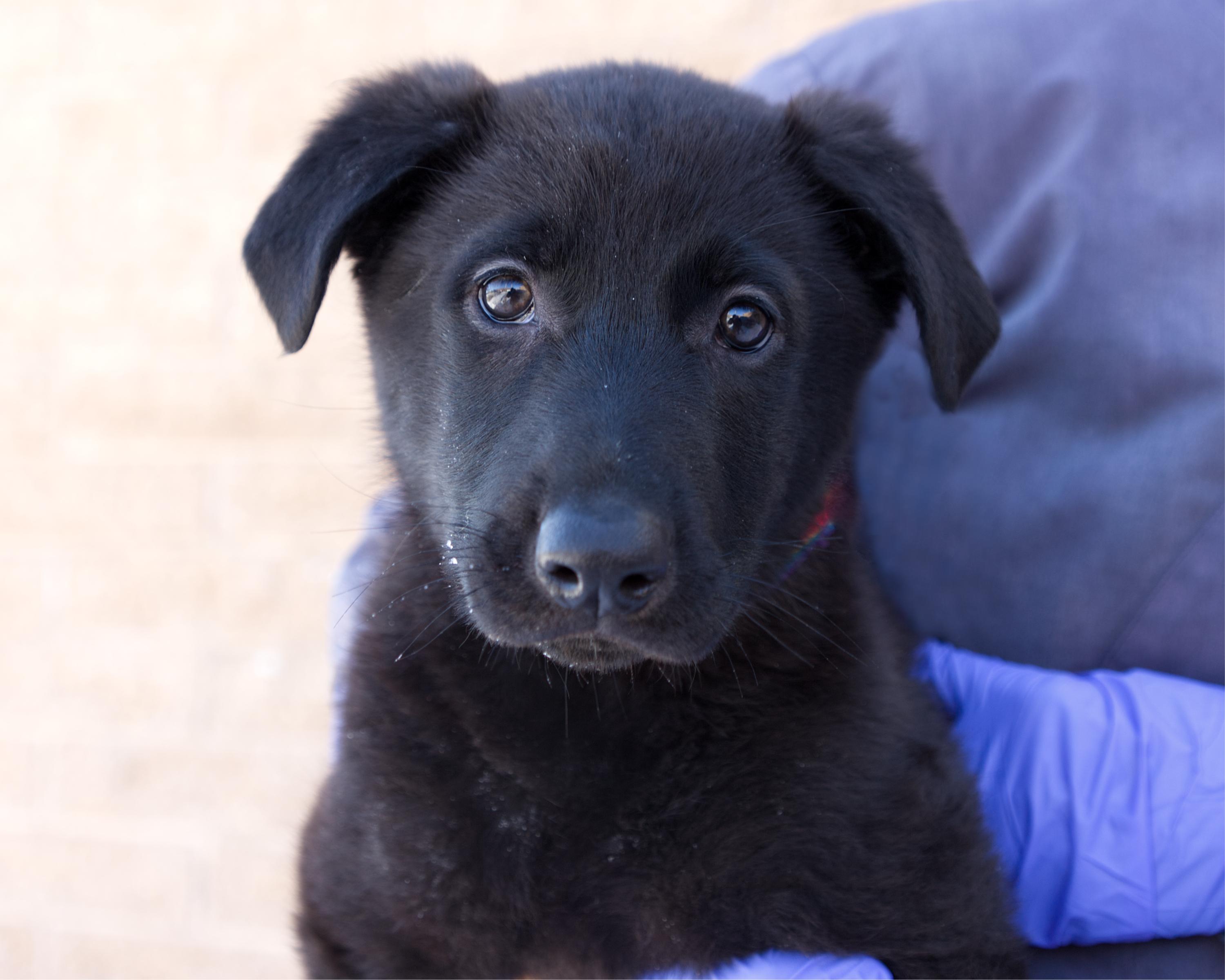Enlarge Sloane, an adoptable mixed breed in Winnipeg, MB image 1/3