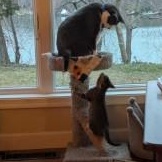 Enlarge Twinkle, a ADOPTABLE Domestic Short Hair in Annapolis, MD image 5/5