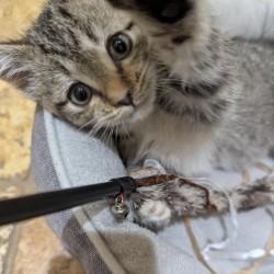 Enlarge Twinkle, a ADOPTABLE Domestic Short Hair in Annapolis, MD image 3/5