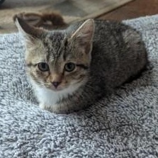 Enlarge Twinkle, a ADOPTABLE Domestic Short Hair in Annapolis, MD image 1/5