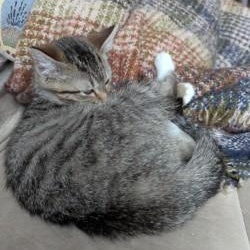 Enlarge Twinkle, a ADOPTABLE Domestic Short Hair in Annapolis, MD image 4/5