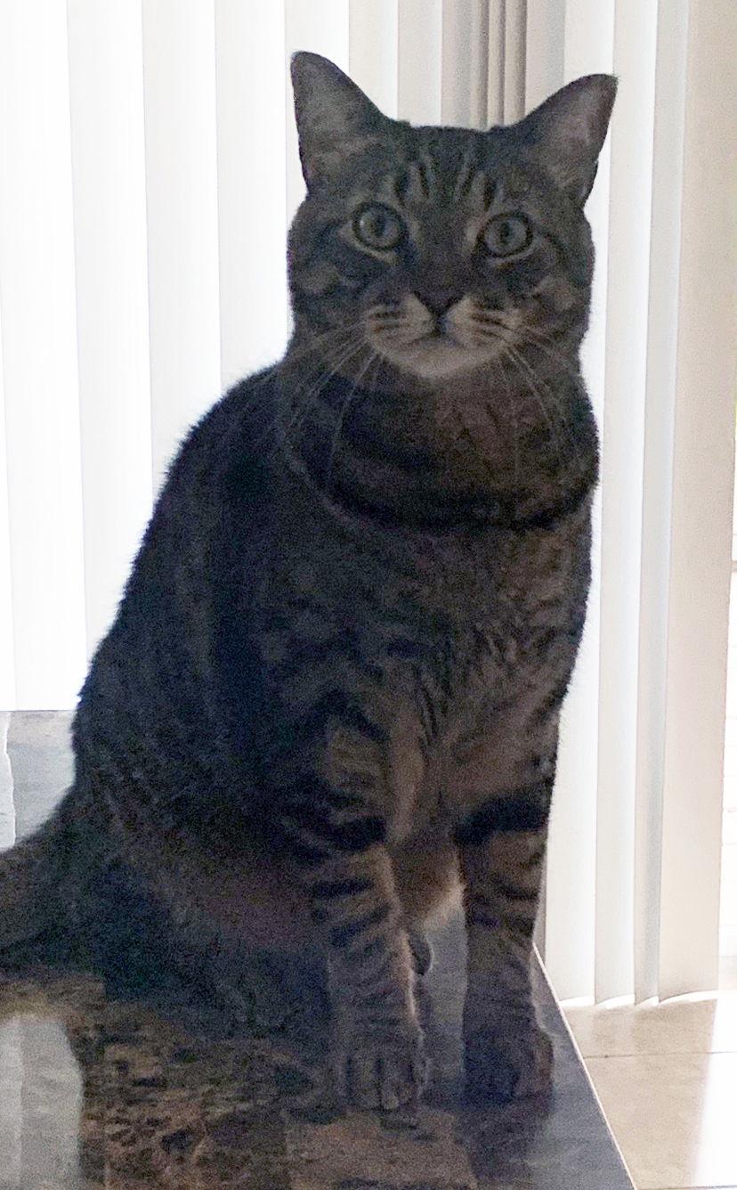 Enlarge Heiro, a Adopted Domestic Short Hair in Naples, FL image 1/3