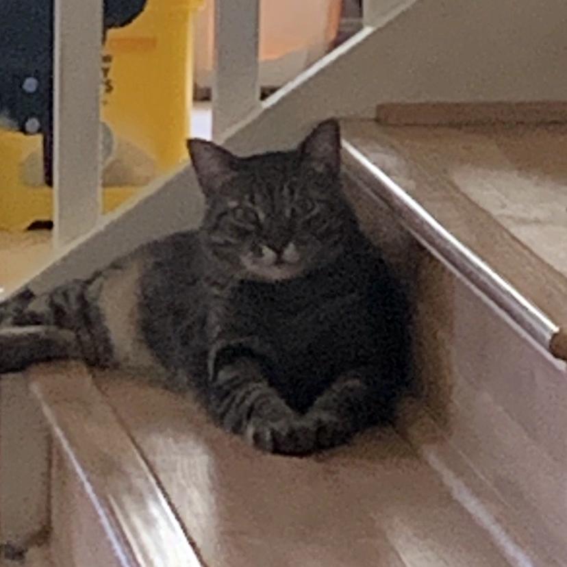 Enlarge Heiro, a Adopted Domestic Short Hair in Naples, FL image 2/3