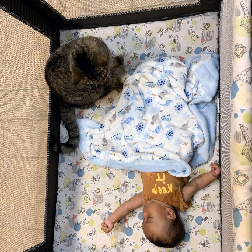 Enlarge Heiro, a Adopted Domestic Short Hair in Naples, FL image 3/3