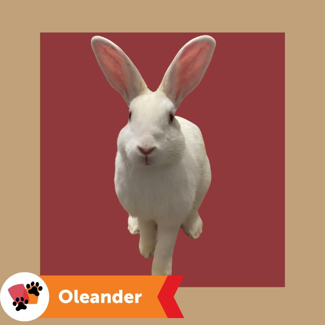 Enlarge OLEANDER, a Adoptable Bunny Rabbit in Hayward, CA image 1/1