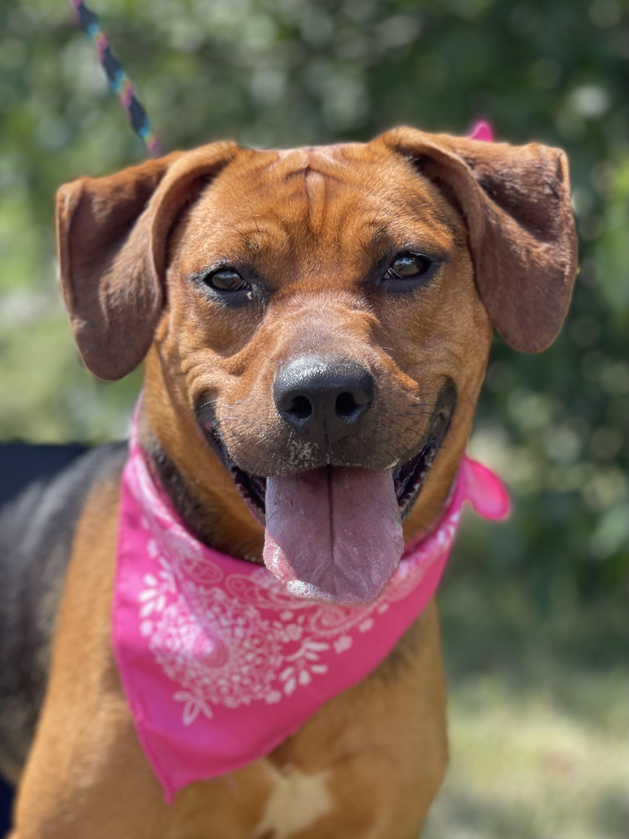 Athena is a sweet little one year old 40 pound bundle of joy who unfortunately was set to be euthan