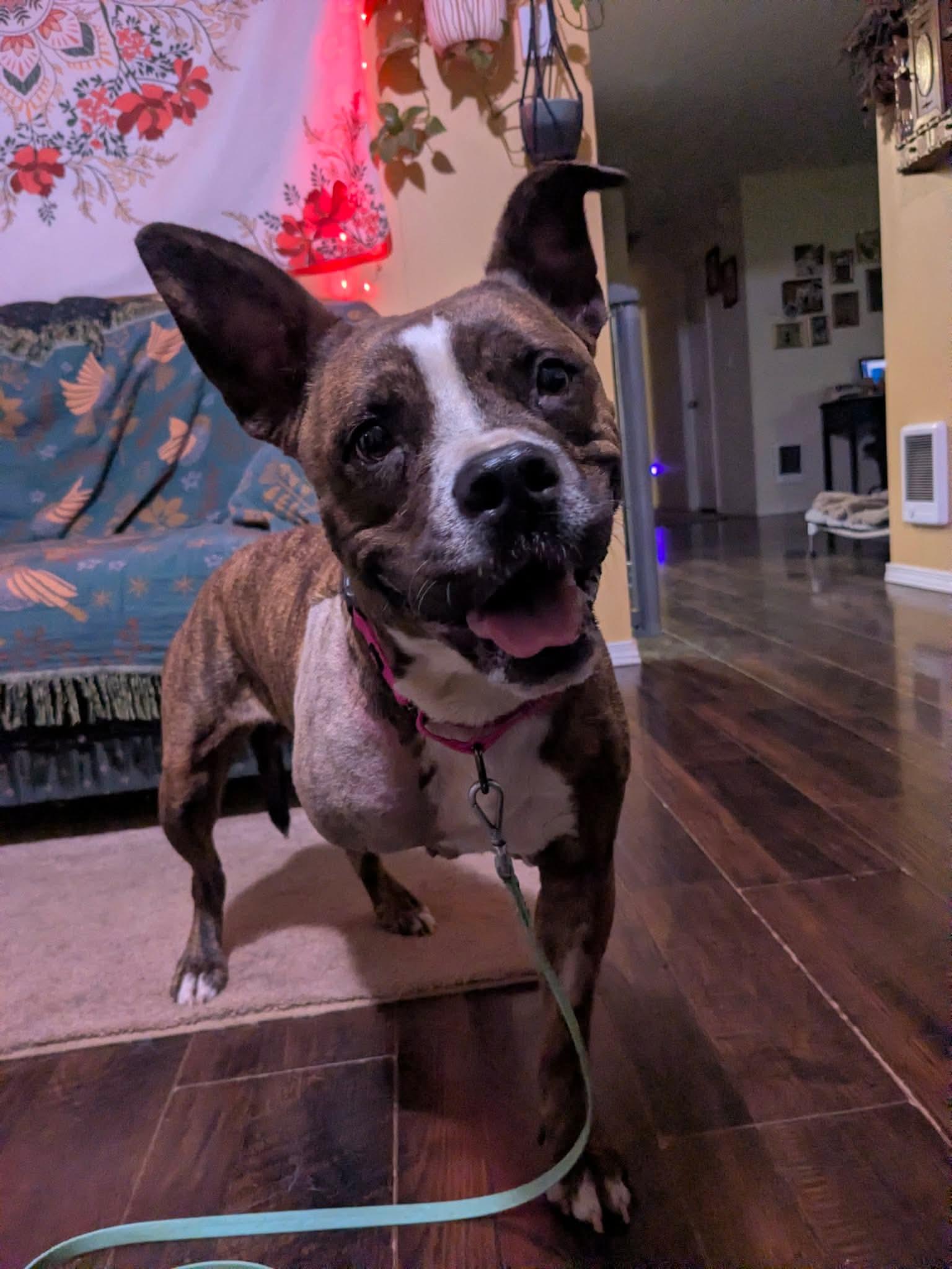 Enlarge Thea, an adopted mixed breed in Beavercreek, OR image 6/6