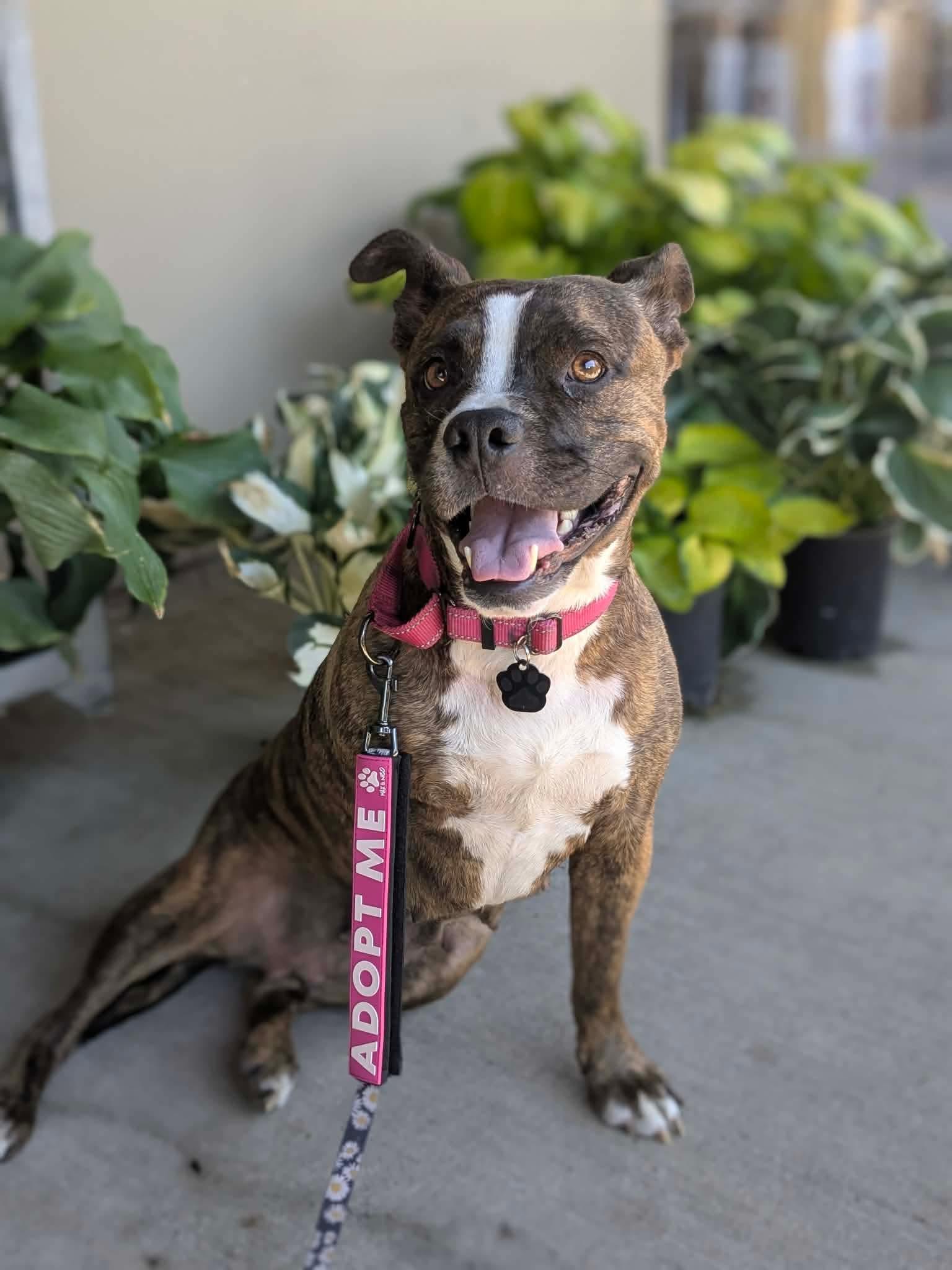 Thea, an adoptable mixed breed in Beavercreek, OR image 1/6