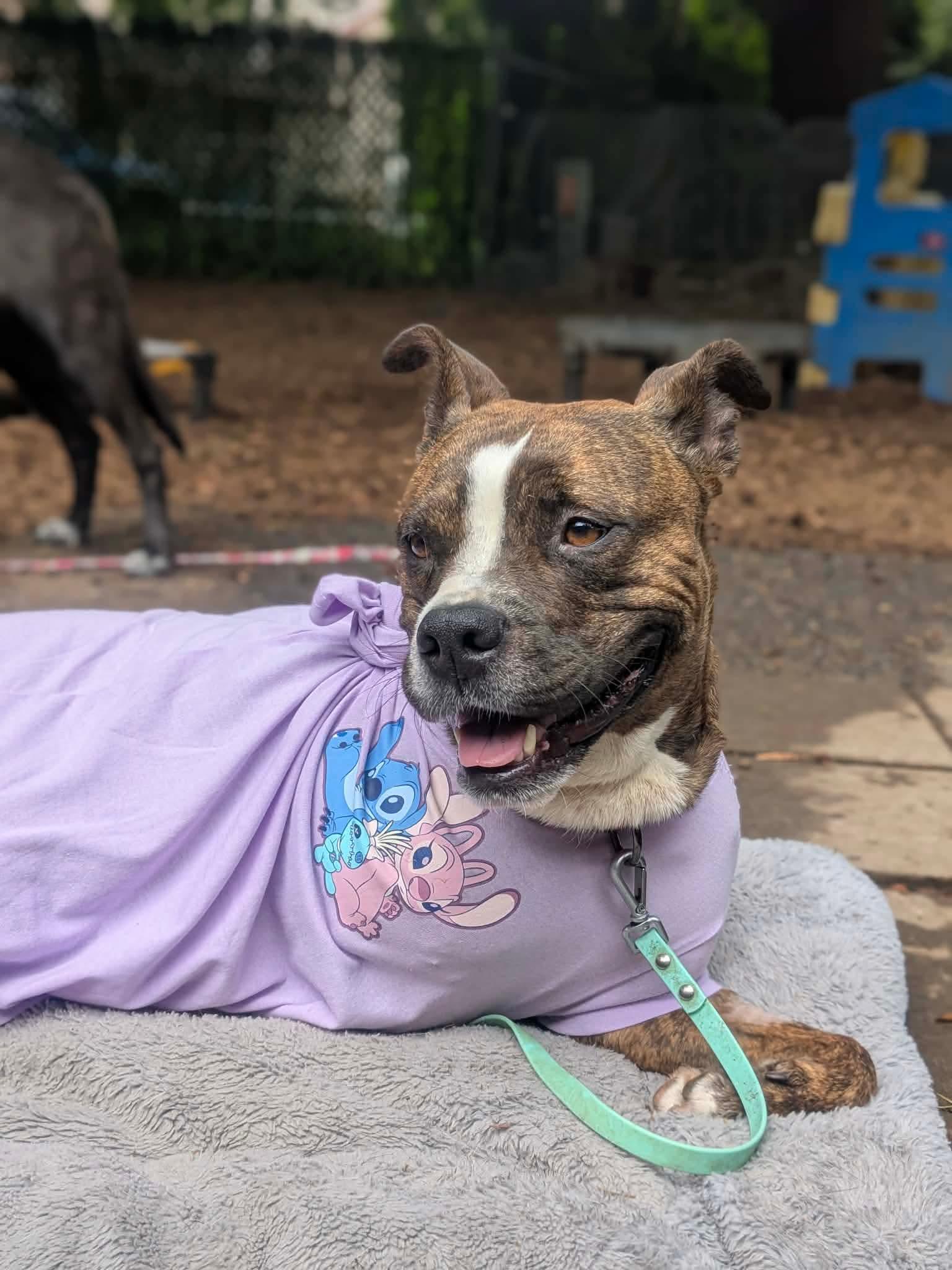 Enlarge Thea, an adopted mixed breed in Beavercreek, OR image 1/6