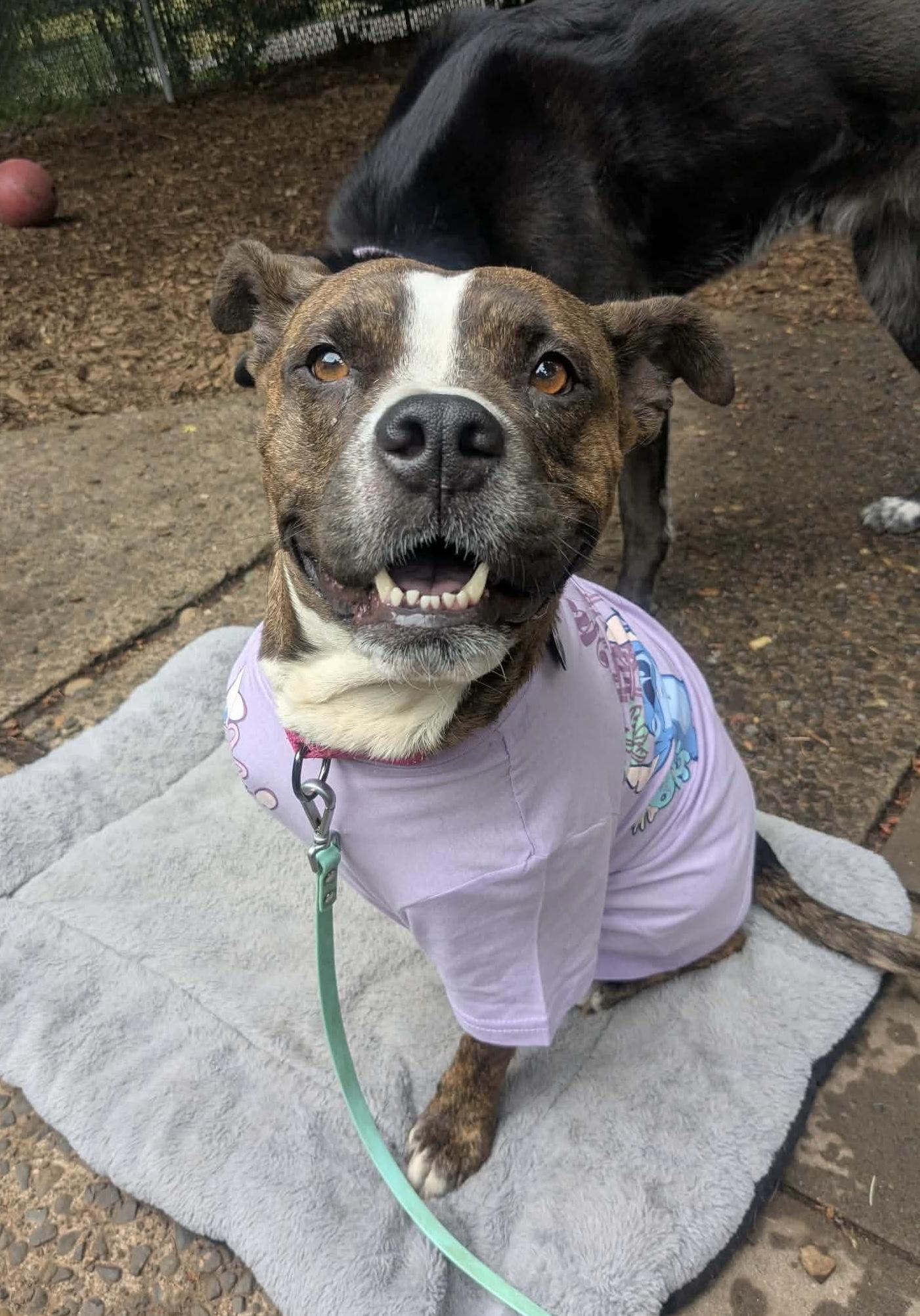 Enlarge Thea, an adopted mixed breed in Beavercreek, OR image 2/6