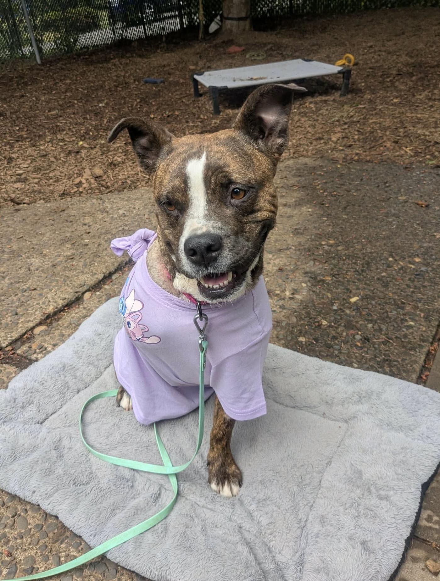 Enlarge Thea, an adopted mixed breed in Beavercreek, OR image 3/6