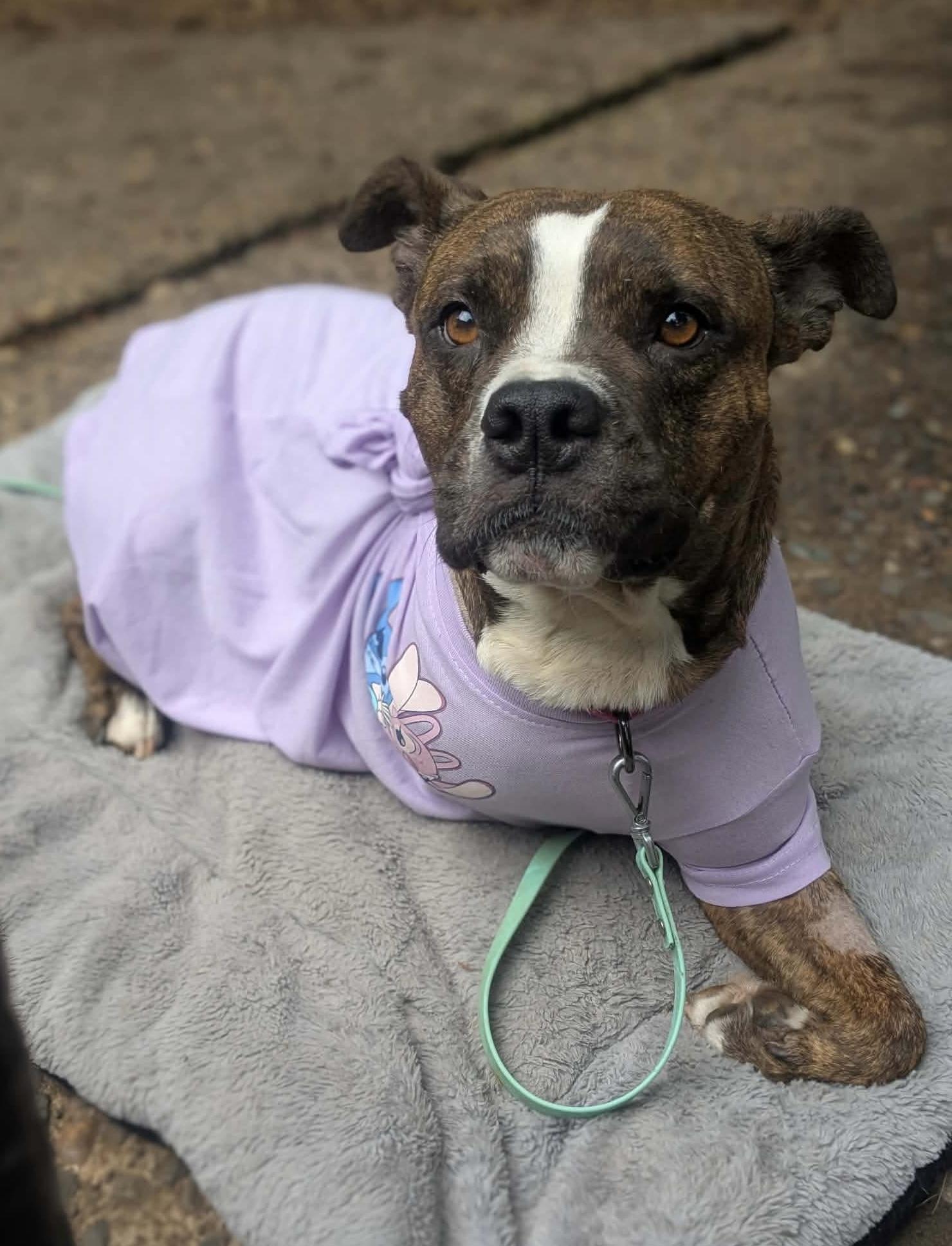 Enlarge Thea, an adopted mixed breed in Beavercreek, OR image 4/6